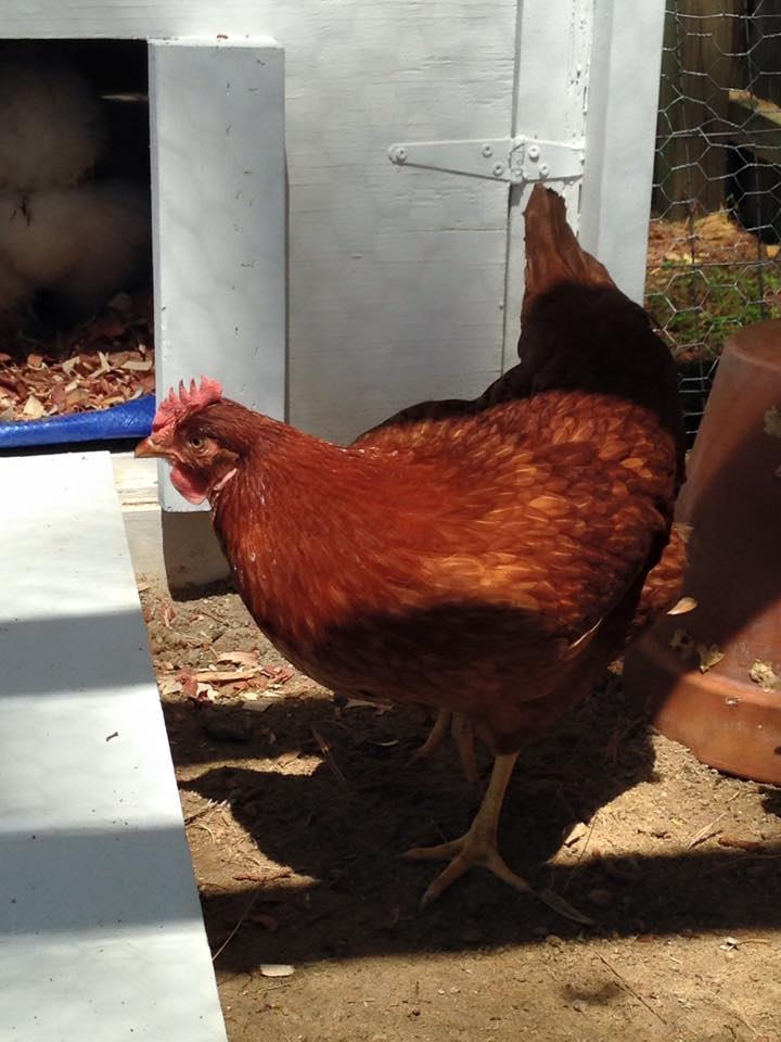 This is Reba our RI Red