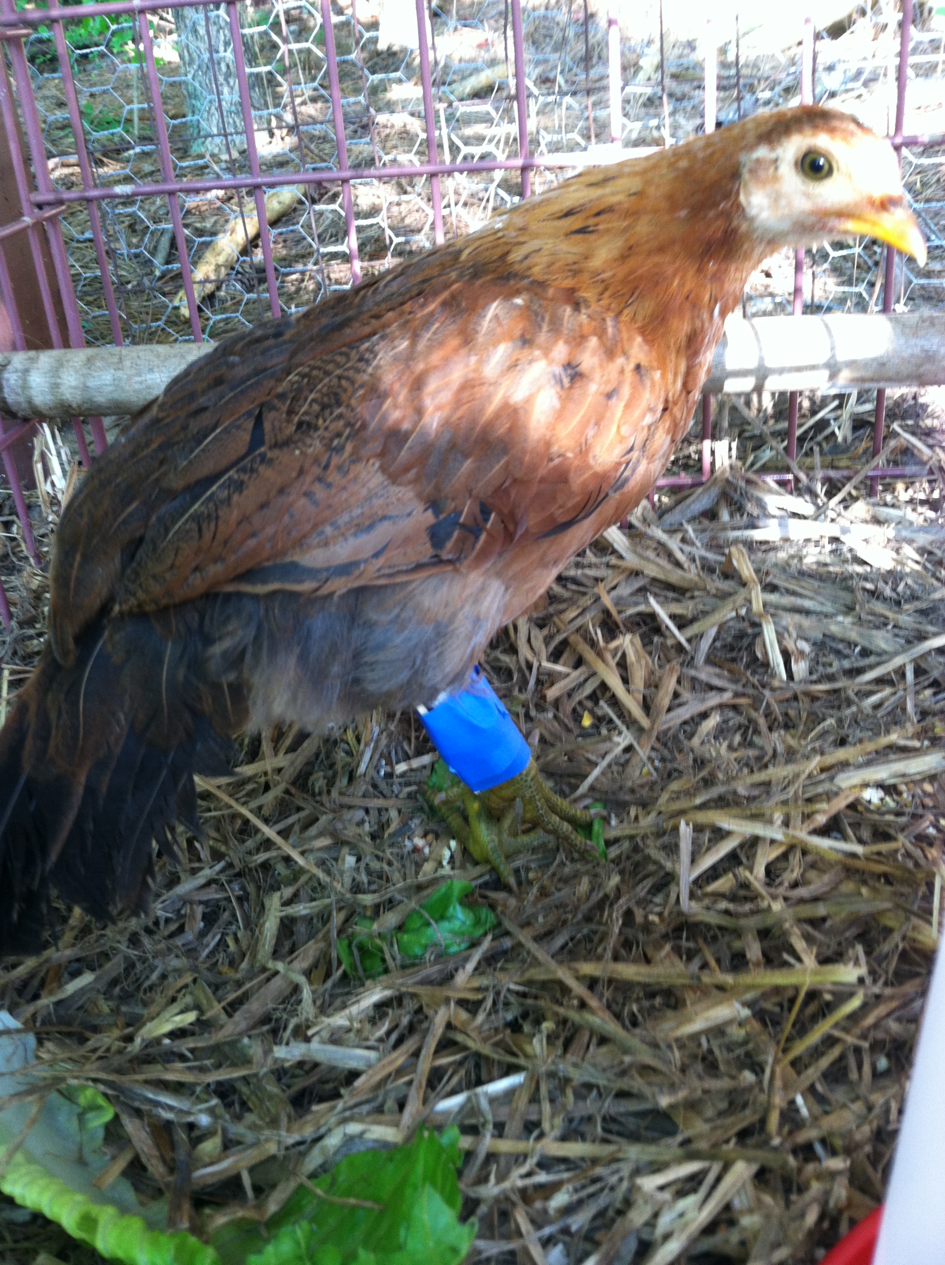 This is Red.. I adopted her from a friend. She had a broken leg, and I couldn't bear it, so I brought her home with me and put a splint on it.. She's all healed up!