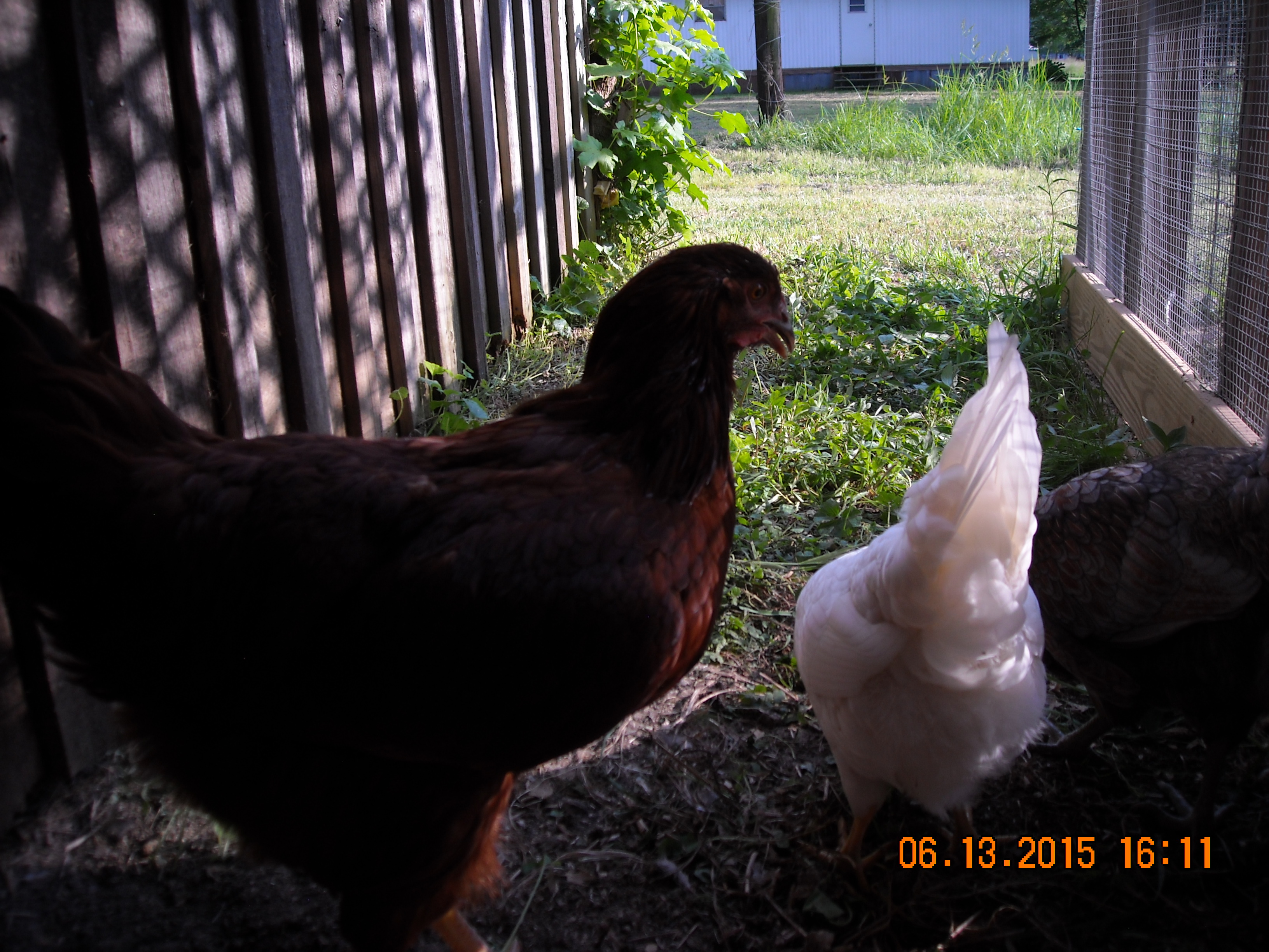 this is "Red " my Rhode island red