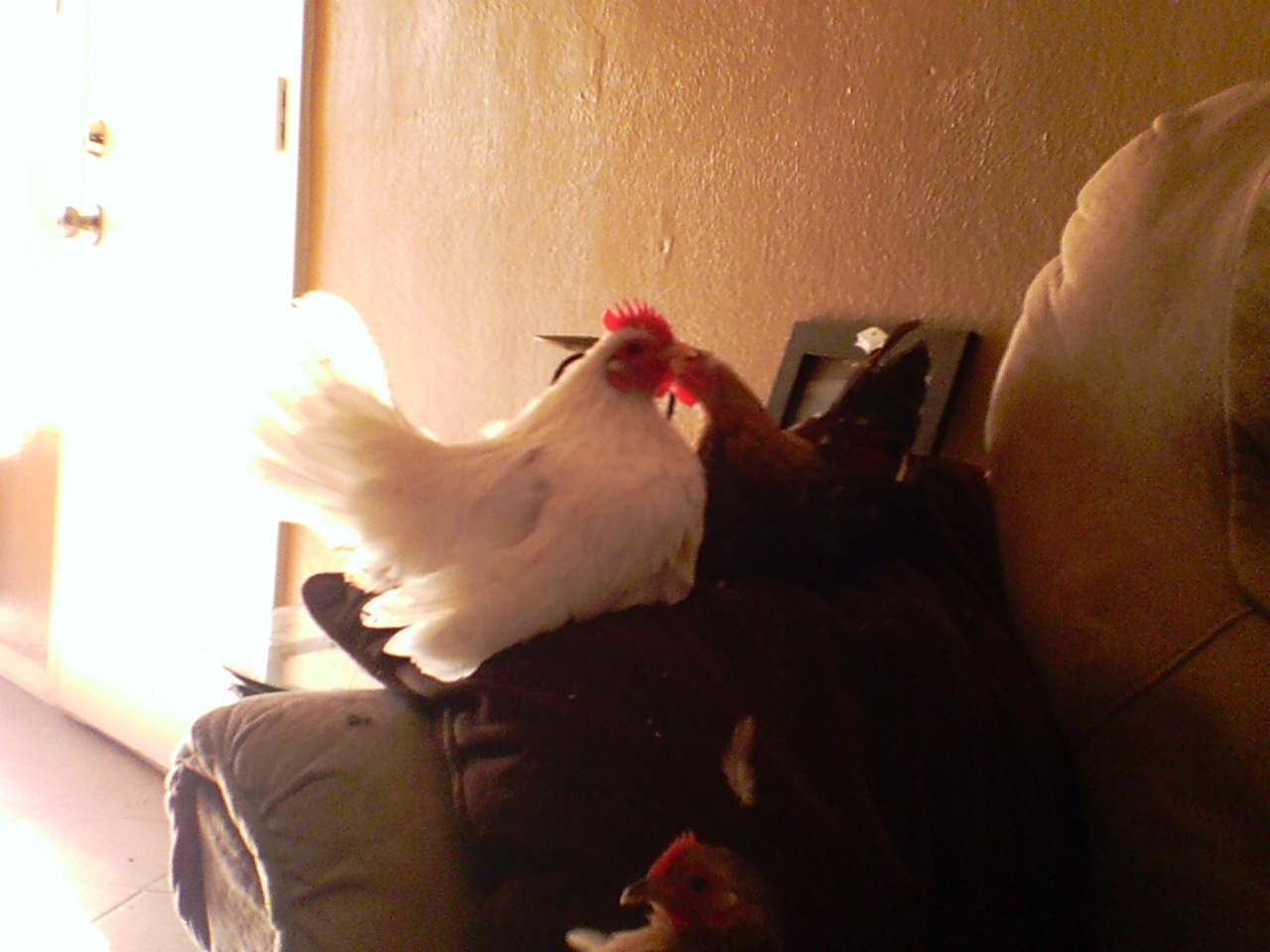 This is Roach and stuart the serema roosters..