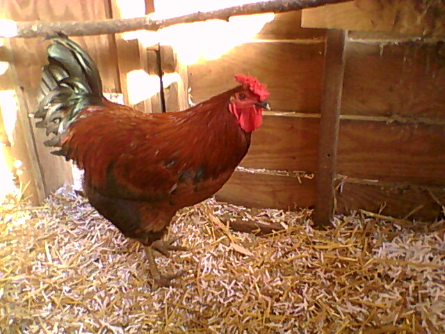 This is Road Runner our only rooster raised him from a chick, he is a year old now.