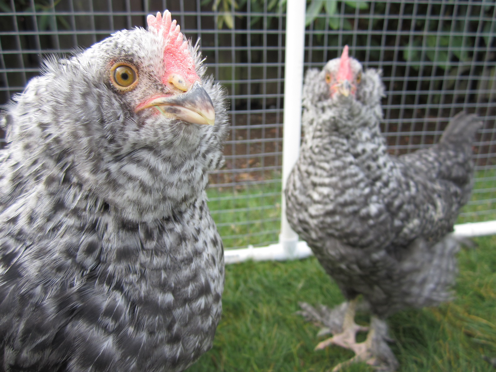 This is Rocha and his brother Cocoa is on the right, in the background.  Rocha started out as a family science experiment - we wanted to see if refrigerated eggs would hatch.  Four out of five incubated eggs hatched.  Unfortunately, three of those four were boys.  Rocha was one of them.  He hatched October 14, 2012 and went to a new home when he was 9 weeks old.