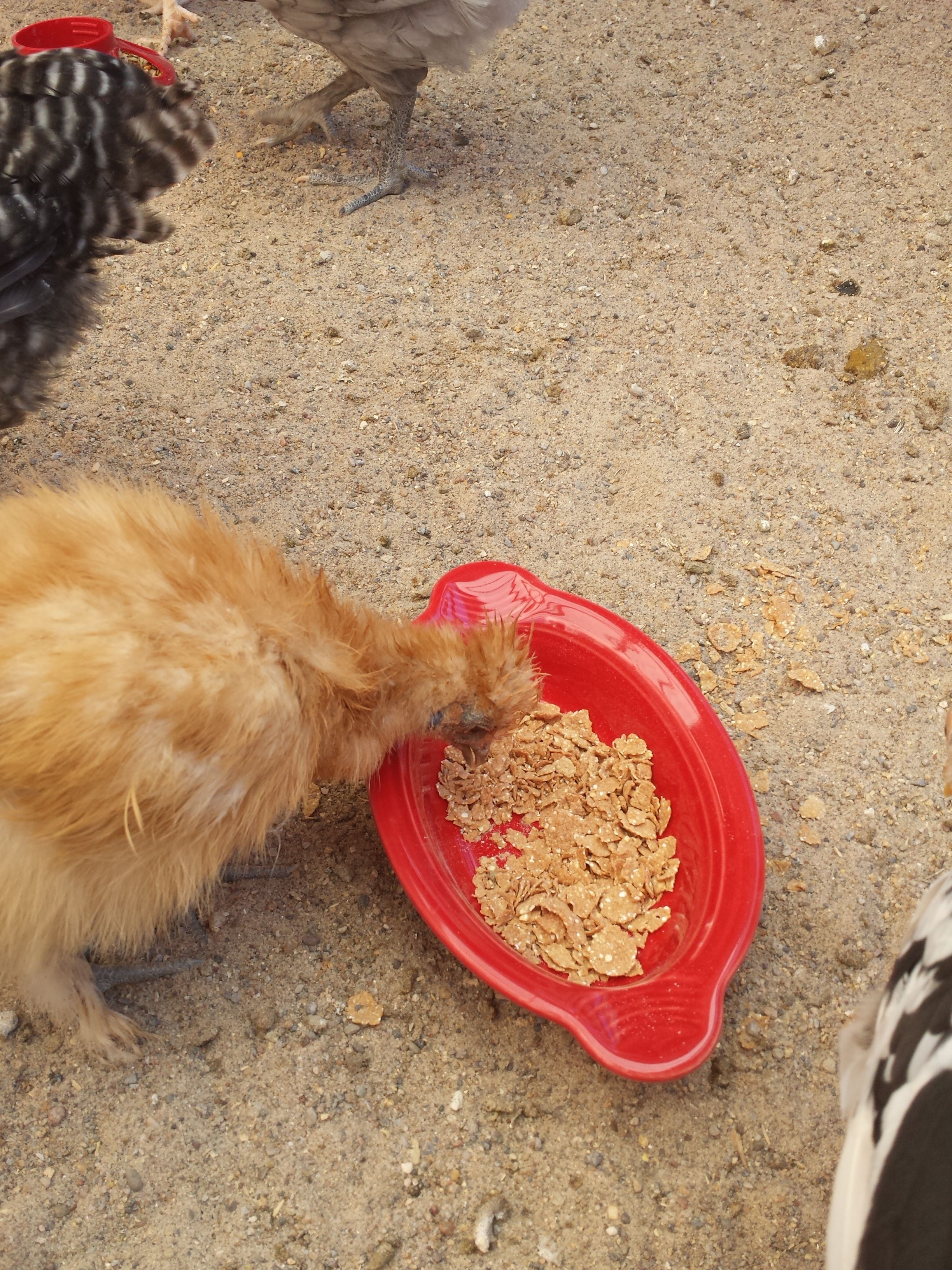 this is Rock Star. she is the smallest and thinks she is a baby. at night she starts making a particular cry and tries to nest or snuggle under any chicken that will let her... I feel bad I bought only one of these adorable bantams... because she is always going to be the little one