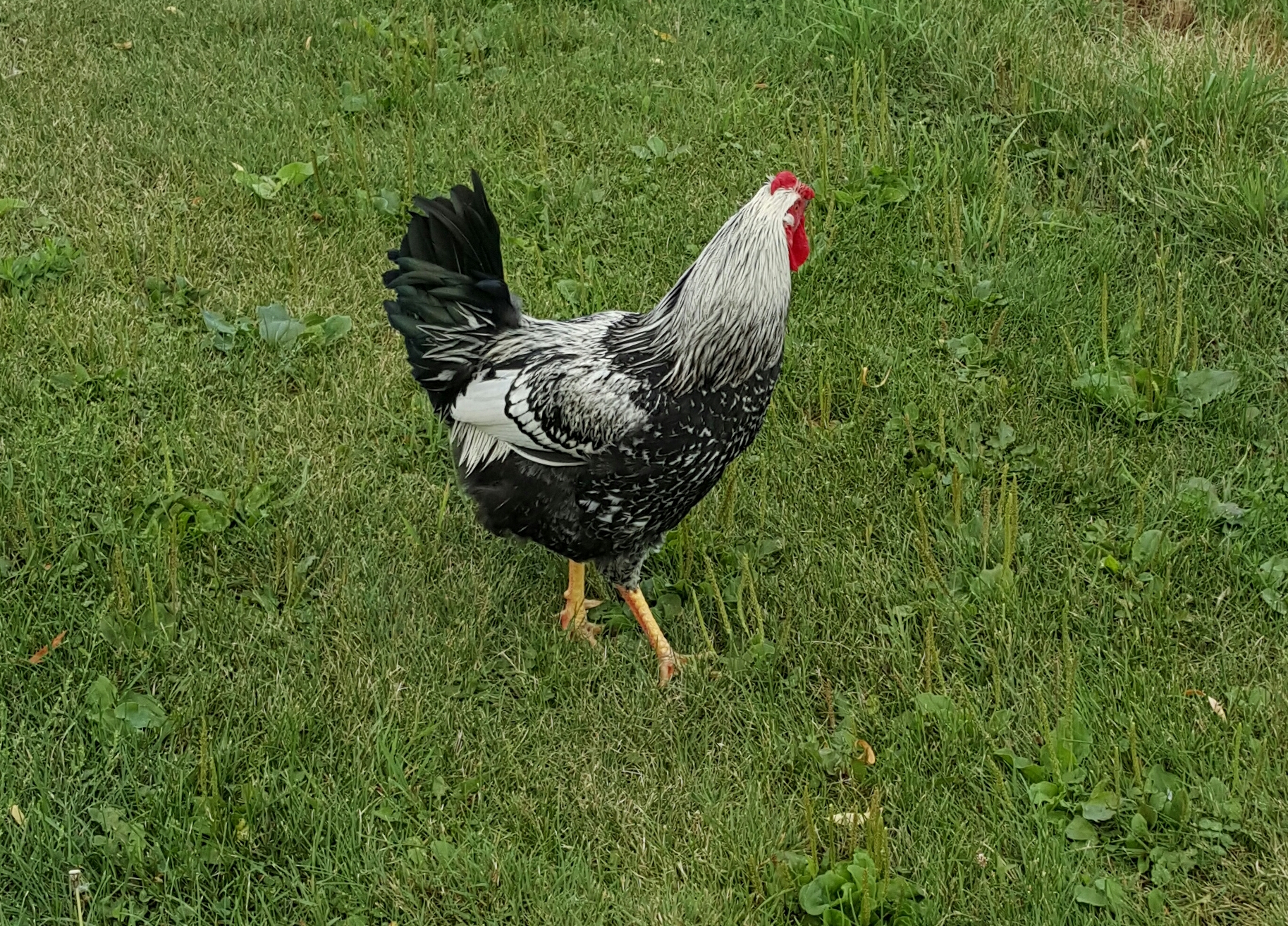 This is Rock!  We traded a RIR Rooster for him!  He's so handsome!