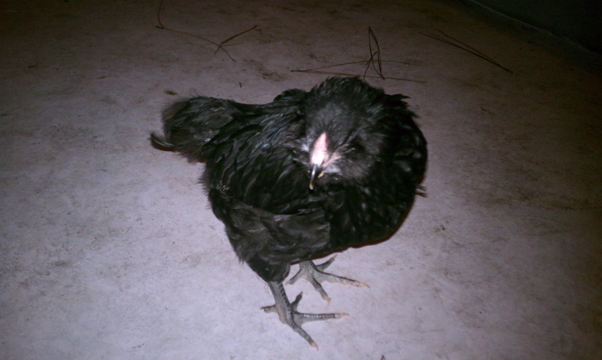 This is Rockhopper. Pretty sure it's a HE too. This one was the first to develop iridescence in the feathers. Very friendly fella.
