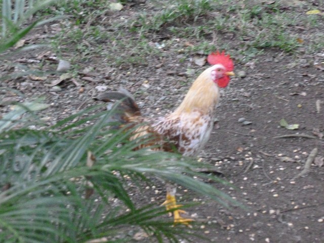 This is Rooster number five.  He was born here as a white chick.