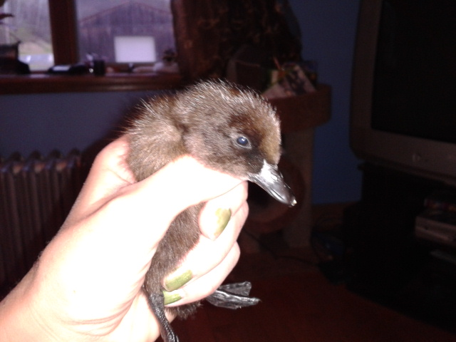 This is Rose, the Crested Black Runner 2 days old