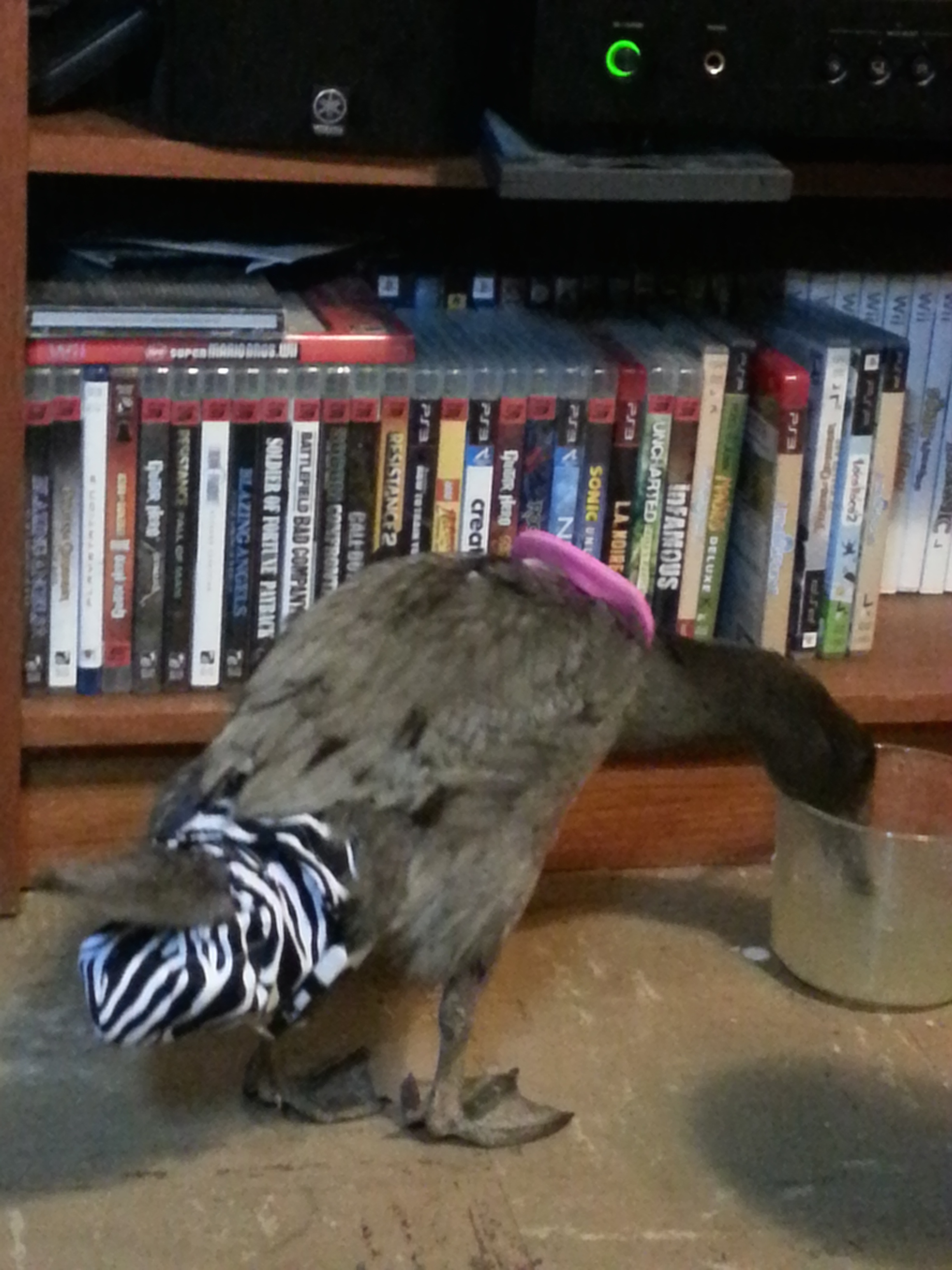 This is Runner with her PartyFowl diaper on, it was a ready made one. I love the zebra!