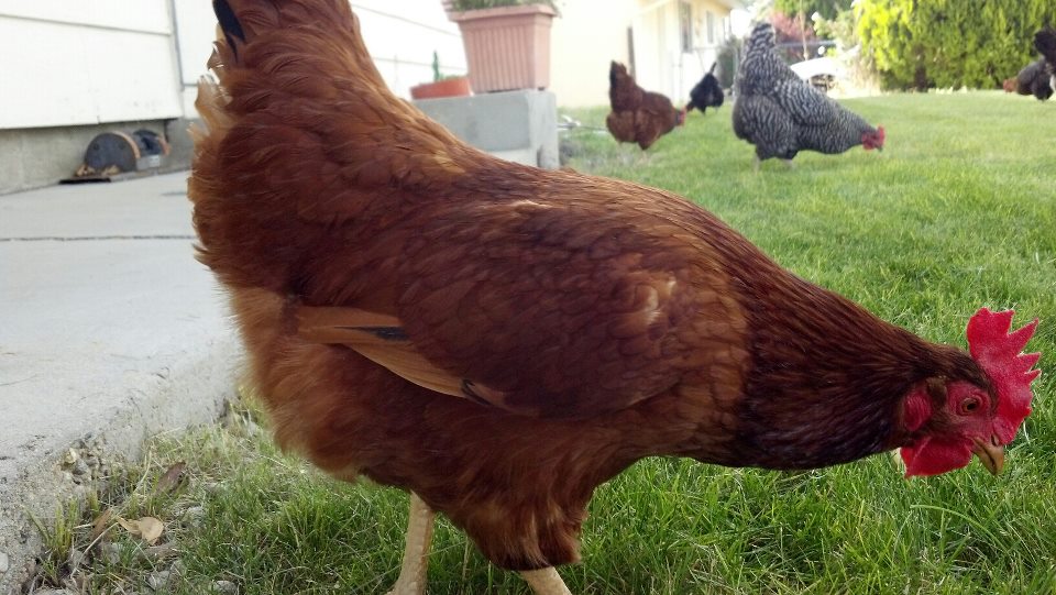 This is Sadie, my sweet RIR.  In the back to the left is her sister Sable and a Barred Rock named Lucy.