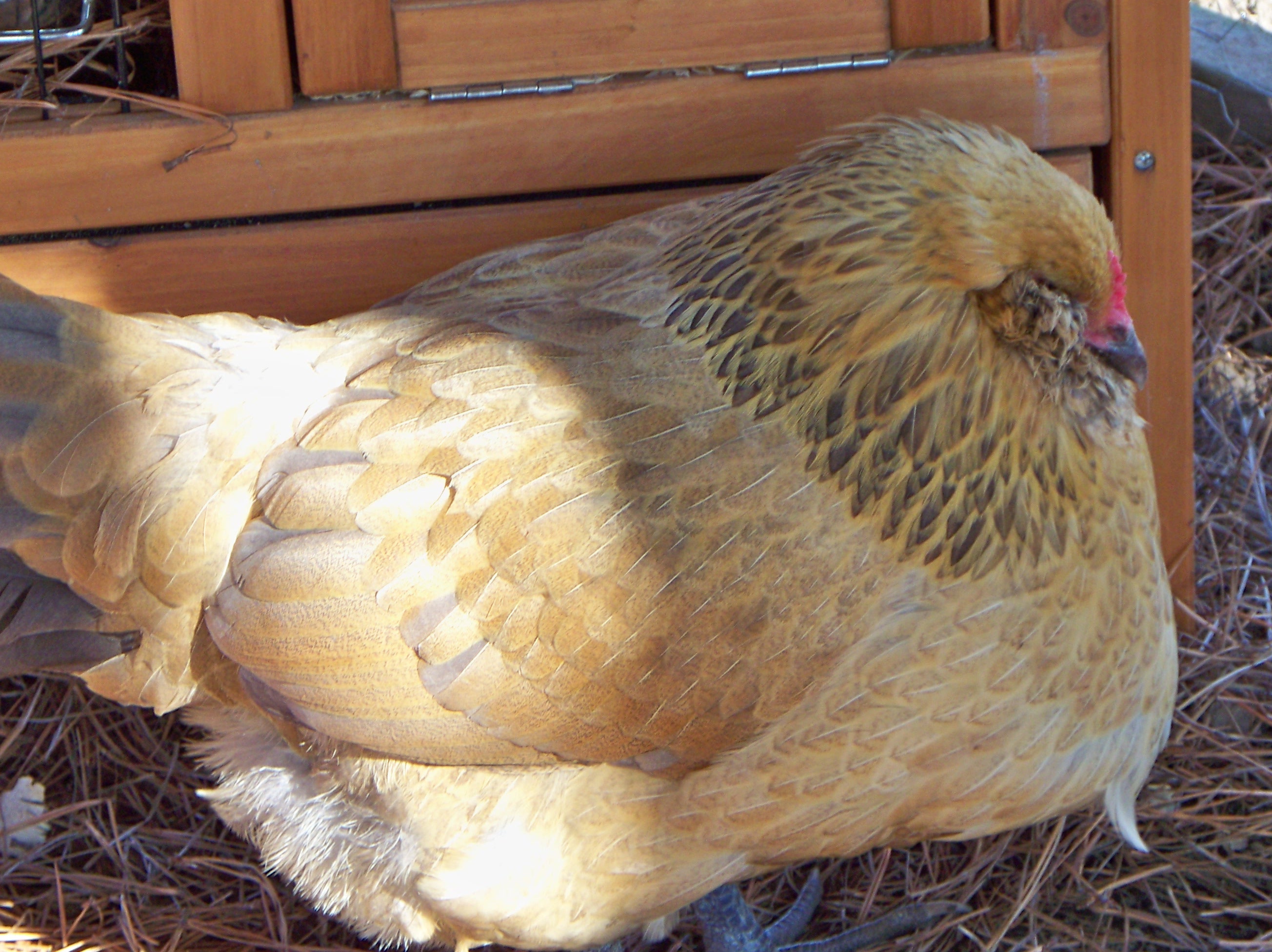 This is Sage. She's an EE. Nine months old. Got her from MPC.Favorite treat dried mealworms. I have not caught her laying yet. Hope she gives me a blue egg.      Year old now and is laying a blue egg.