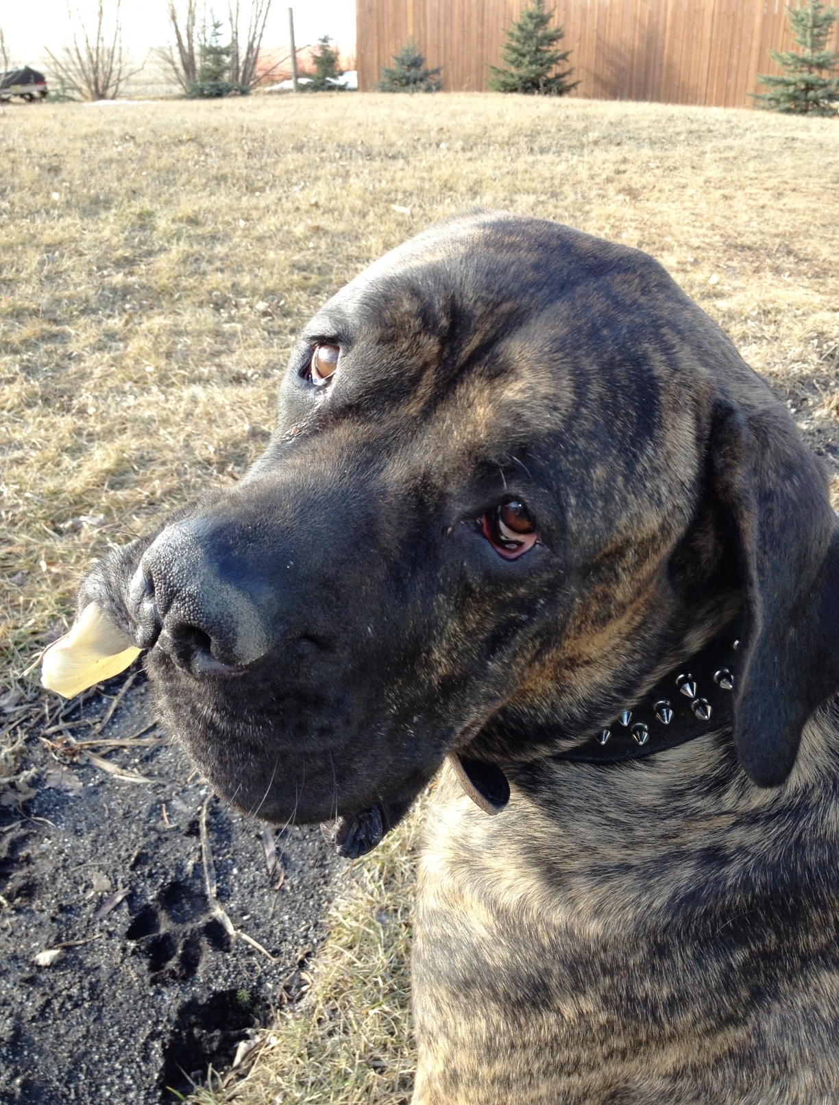 This is Sampson. How can anyone resist that face?!!