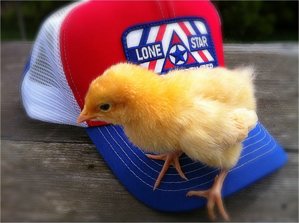 This is Schatzi... well, Schatzi v2.0, her predecessor bit it in a teachable moment for us.  Had the water too close to the side of the brooder and she got stuck & drowned.  So her replacement (another buff orp) is on the scene and really hates my feed store hat for some reason...