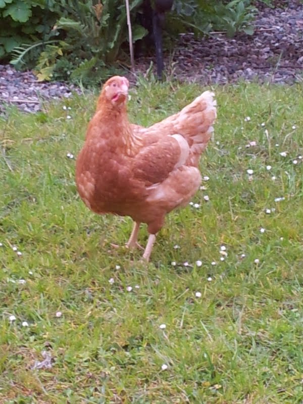 this is Scott .....she is a happy chook that loves a cuddle