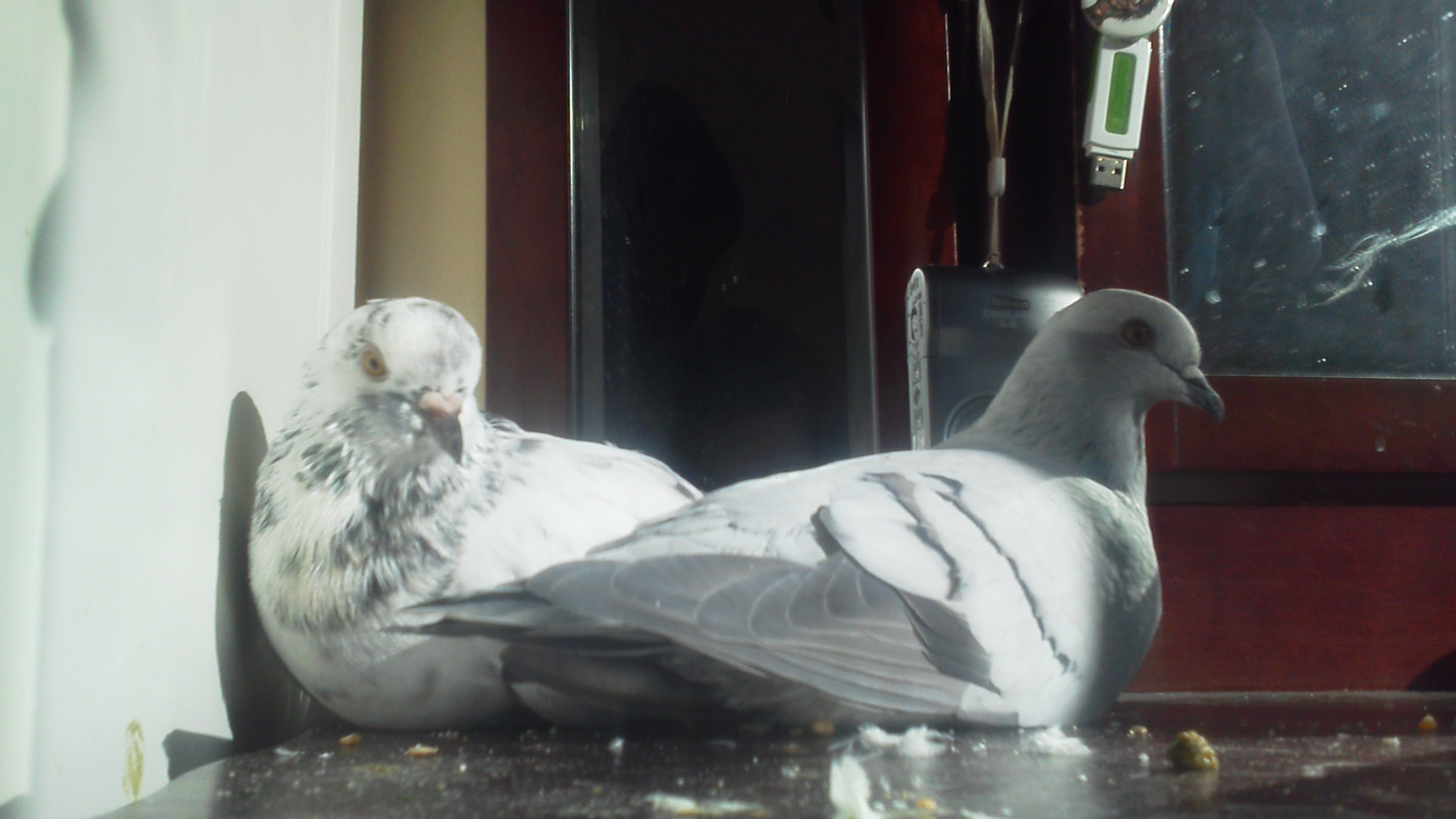 This is Scrappy and Angela, two unique pigeons. Angela is an ice pigeon, and Scrappy is a mix of homer and roller. They arent chickens, but they are friends.