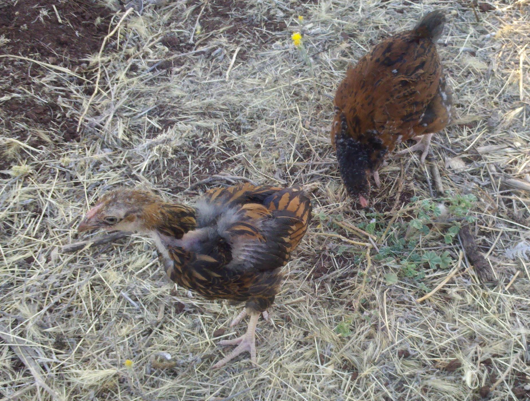 This is "Scraps" and her buddy. Scraps is a Wyandotte mutt that never really completely feathered out completely or got remotely as big as the others probably from in breeding, never the less she is a love. She follows me around looking for scraps..