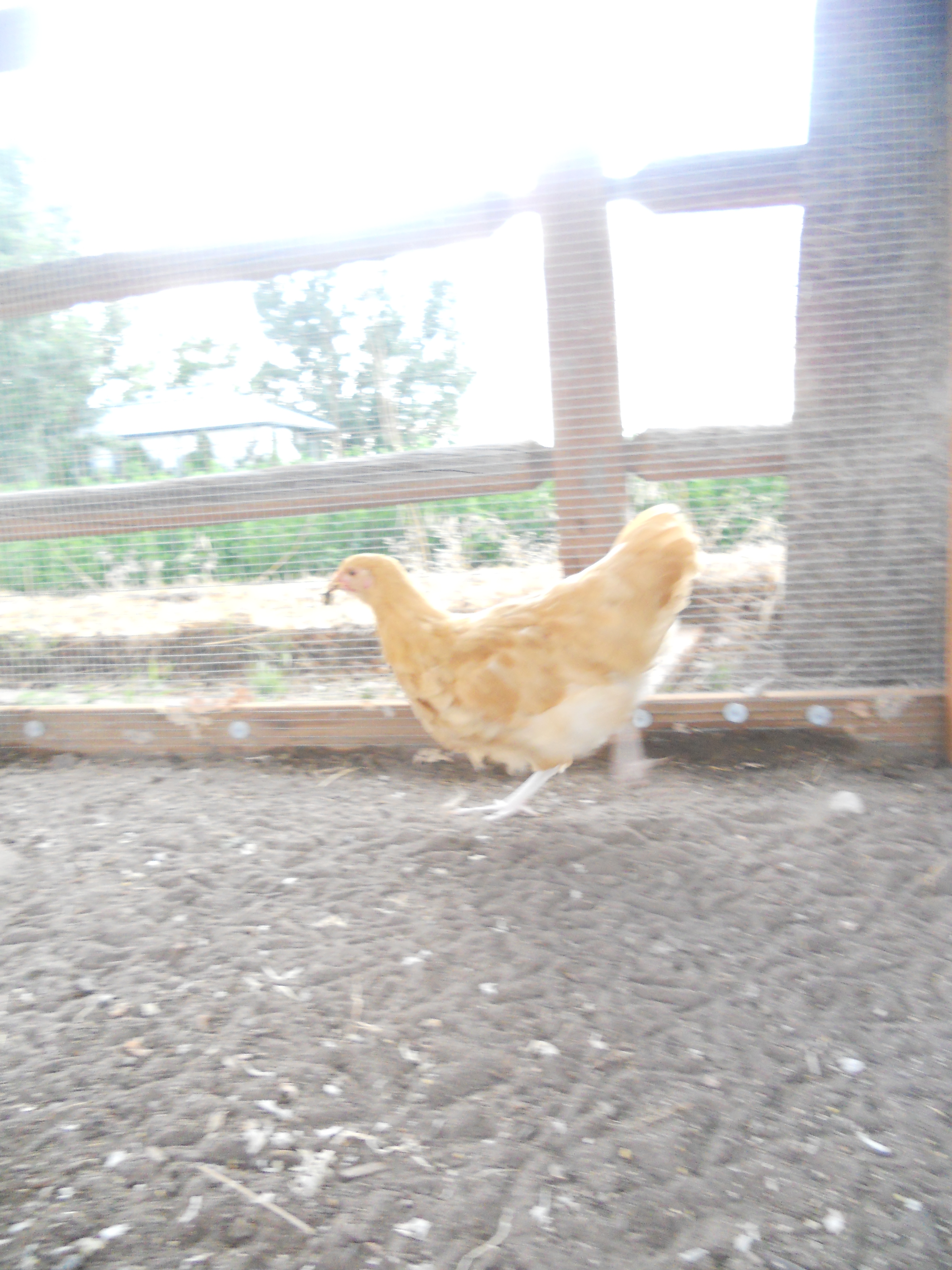 This is Scratch. You can't see all the other girls chasing after her but Scratch found a June bug & as soon as she did she took off running, trying to escape all the other girls from taking away her special  treat. Chickens are so silly.
What do your chickens like to get/eat to run and try to hide so they can have it all?