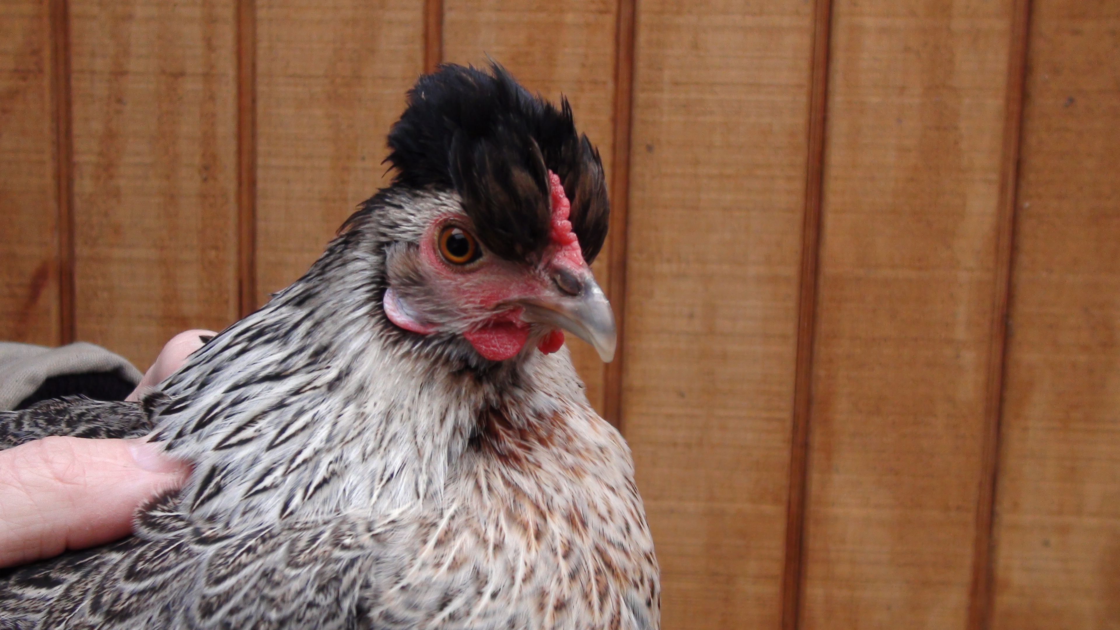 This is "Sharmin", a silkie game-hen