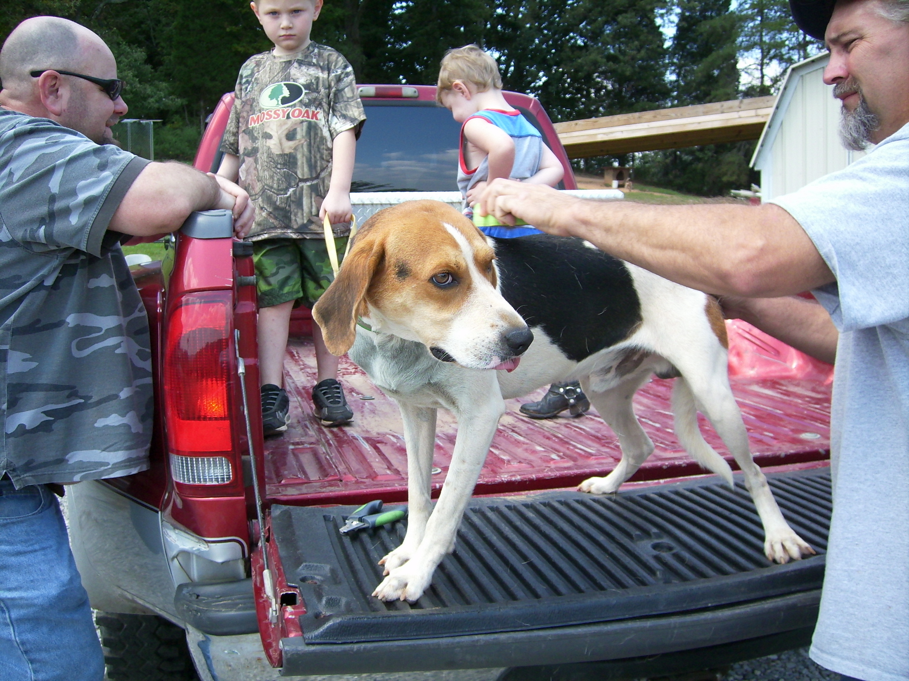 This is Shorty. He is going home with the little boys to be their first hunting dog.