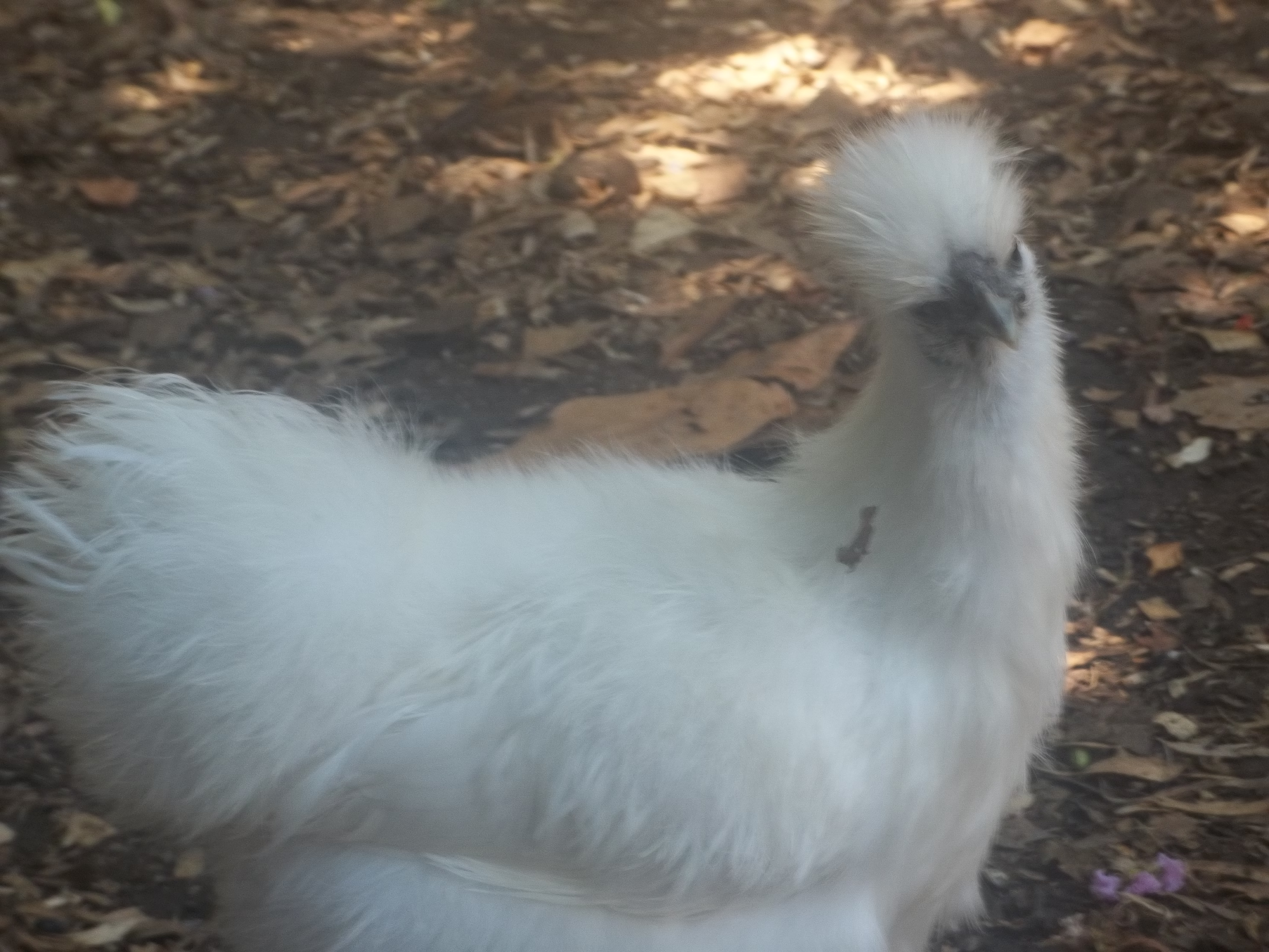 This is Silkie and yes, she is a Slikie. I got so creative with her name, lol. She is Booths wife. I am fully expecting them to make chicks for me to sell.