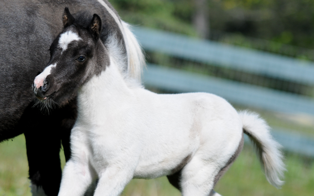 This is Silver Birchs Houdini 2012 colt
