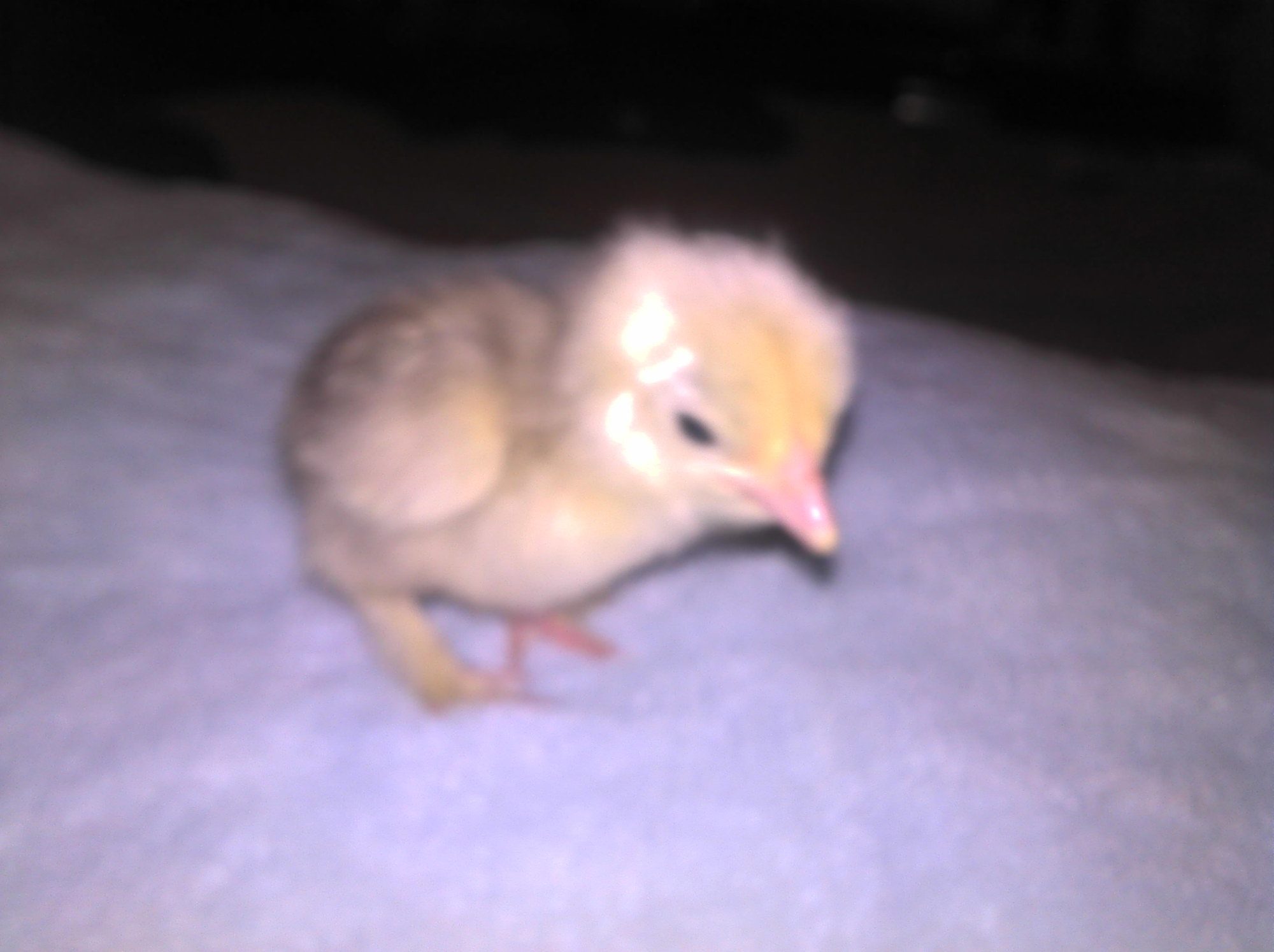 This is snow balls brother Ugly Duckling, He looks like he dosent have many feathers...I love him tho .