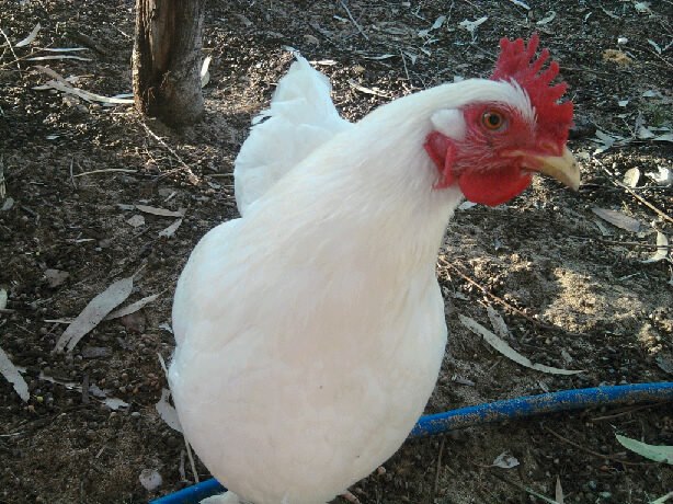 This is Snowy, approx 5yrs old