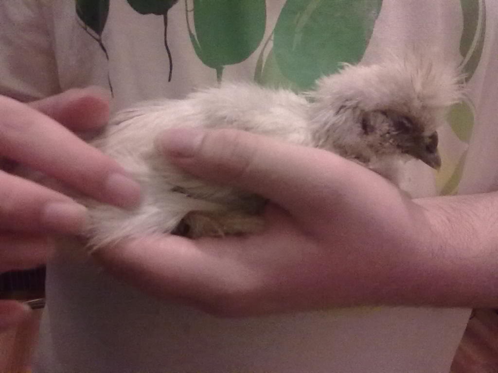 this is Snowy the first night we had her and she fell asleep in my arms she was so tired, and every day since when i have held her she has had a little snooze in my hands x3