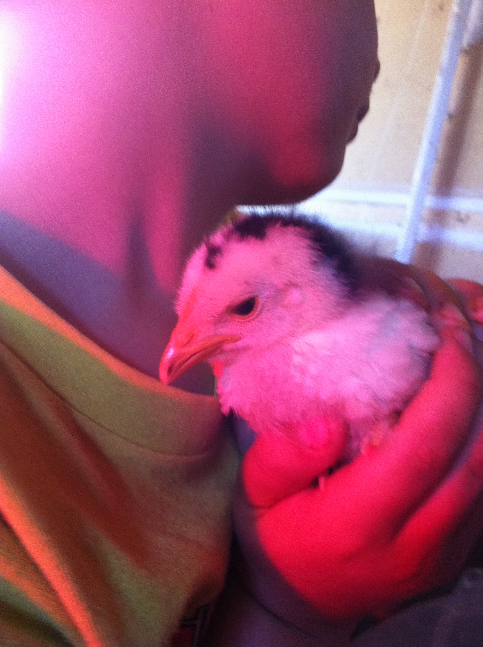 This is Stinky at around 3 weeks old. He past away 2 days after this picture was taken :(