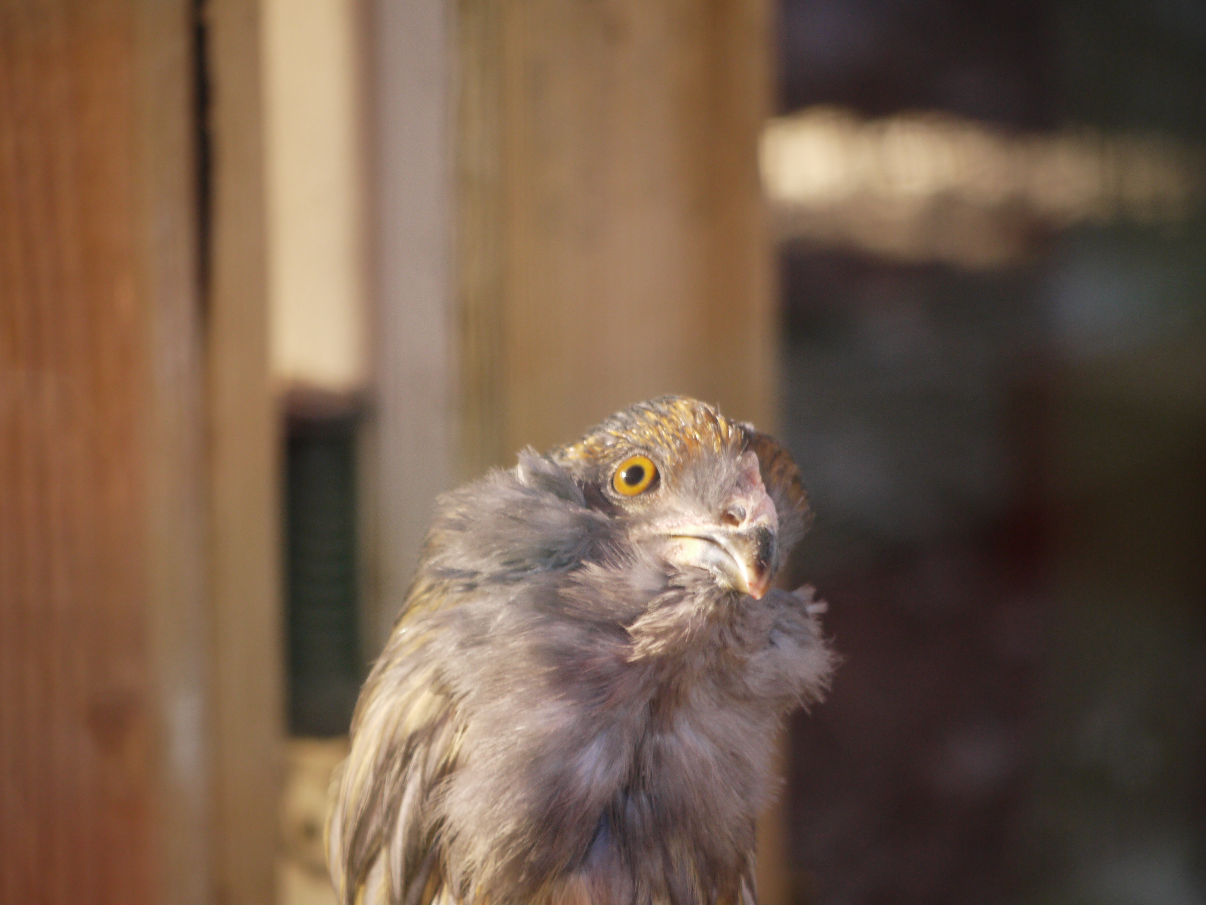 This is sweet Bea, so friendly and curious. One of my two Americanas. Pets only, still waiting for eggs.