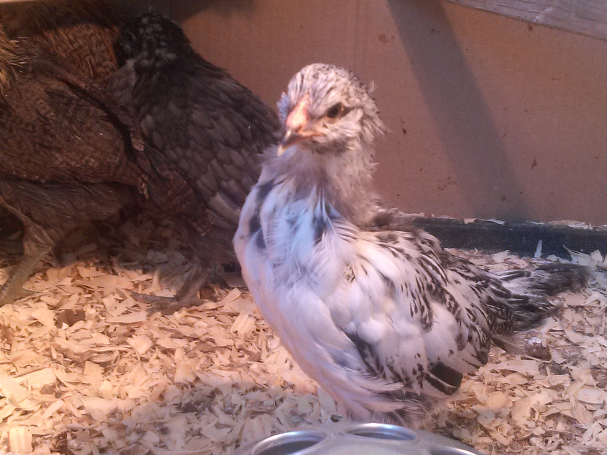 This is Sweetie, our Olive Egger.  She was the runt of the bunch, but has caught up for sure!!!
8 weeks