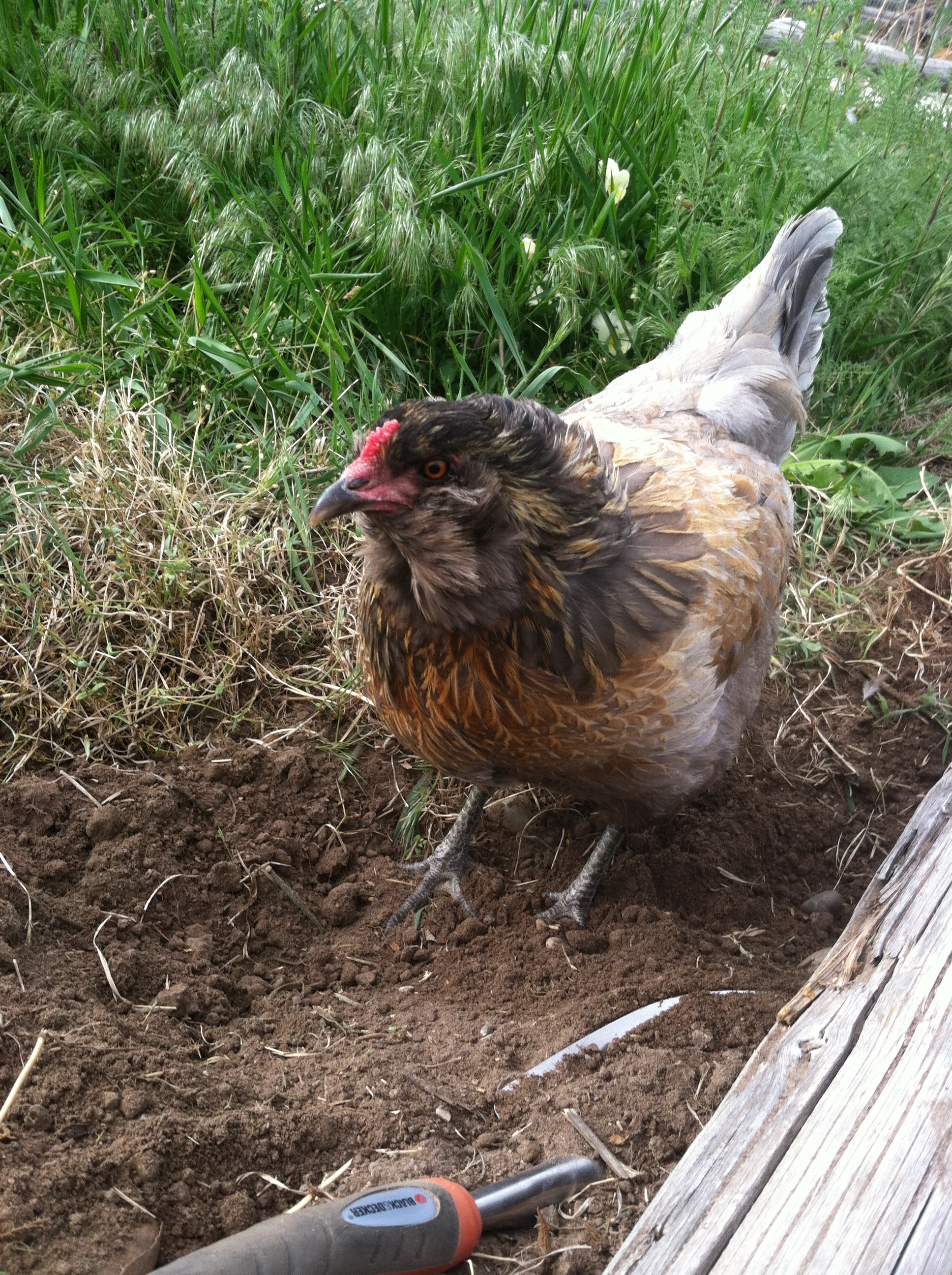 This is Sylvia.  She is an Easter Egger that lays beautiful pale blue eggs. She is (not) a big helper when I weed.