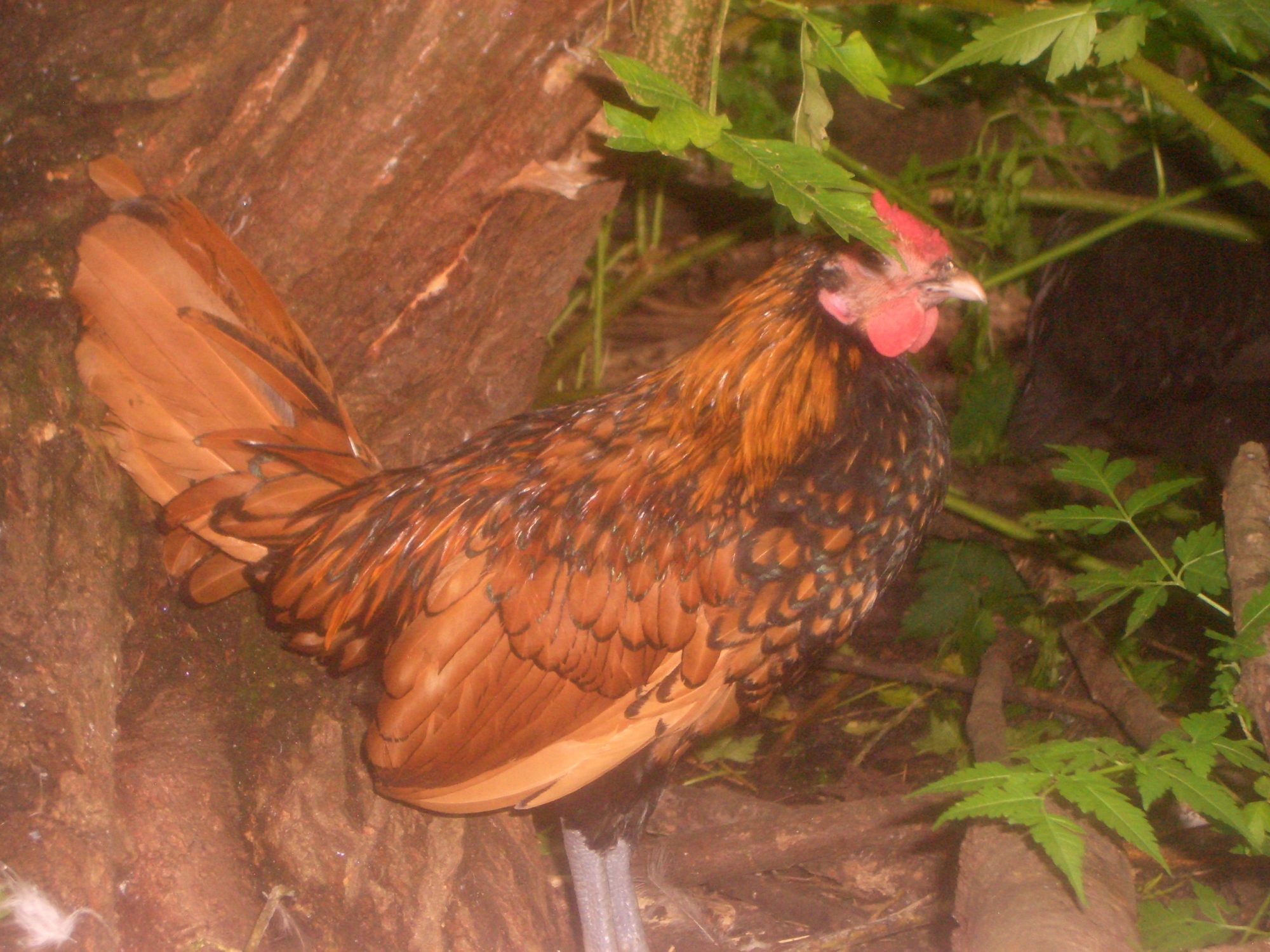 This is Tarzan. The boys just get such a kick out of his funny little crow. We had one pullet, and brought home 2 more that are in with the silkies until they are big enough to go in the hen house.