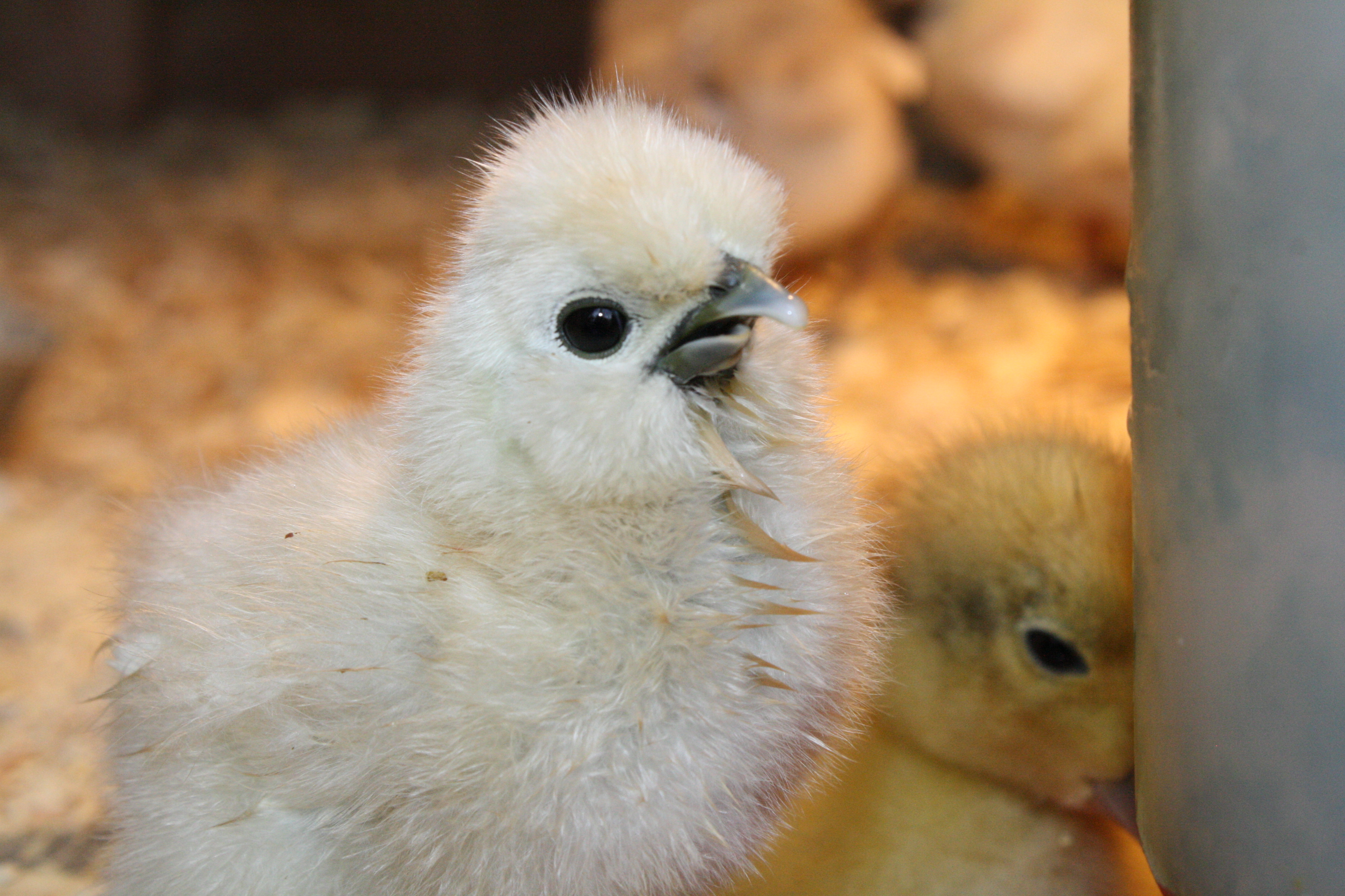 This is Thaddeus, a white Silkie. He has a crooked beak.