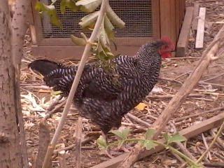 This is "the artist formally known as Prince". He's 20 weeks old in this picture. I have not heard him crow yet, but my husband has heard him try. I was told today that he's got a hen that is now following him around.  True love.. how sweet.   Up until now he's been at the  bottom of the pecking order (he's the youngest of the group)... perhaps the winds are a changing