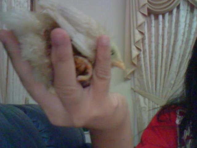 this is the badly injured one.