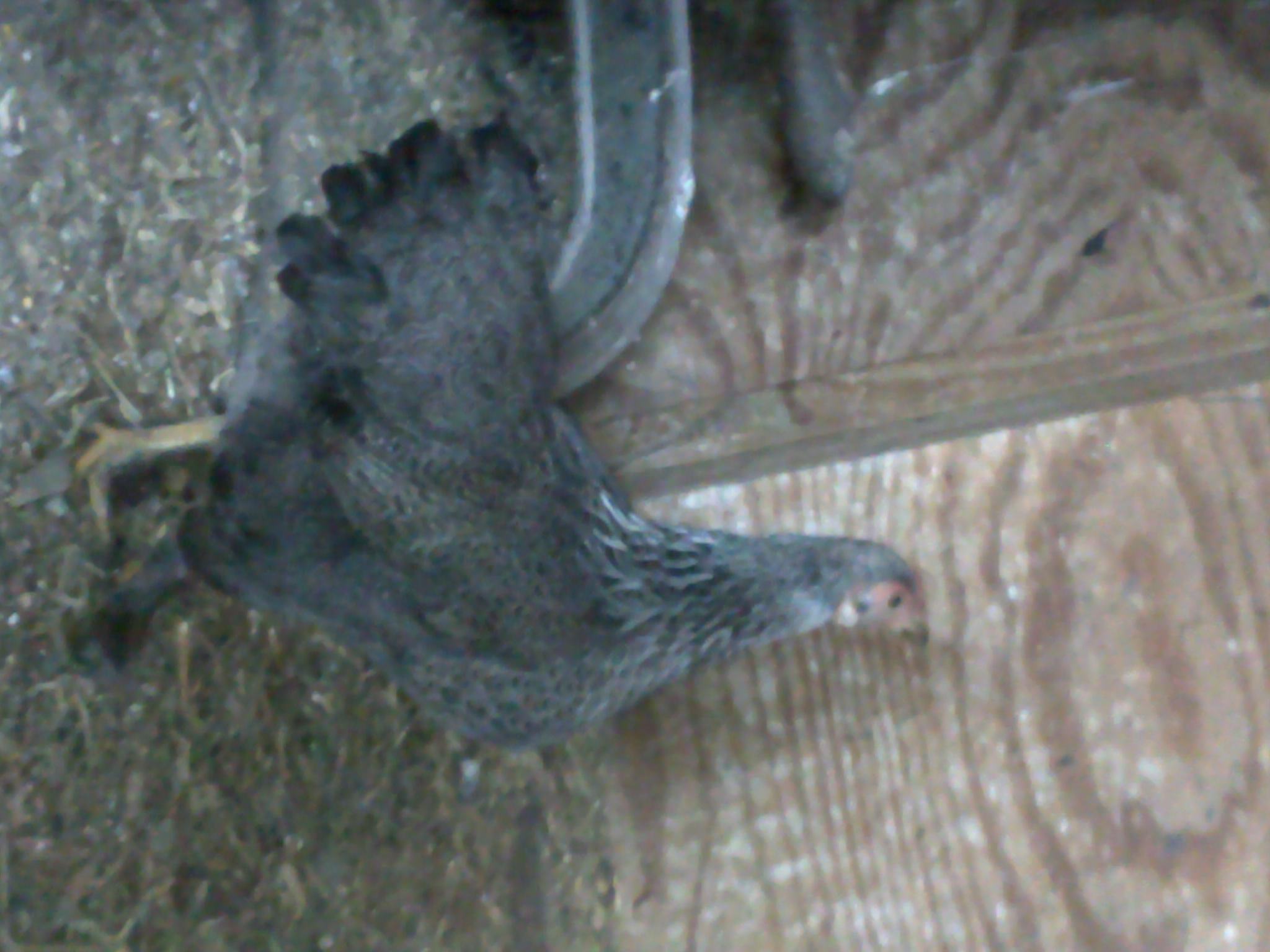 This is the Banty...her name is Henrietta, (AKA "Dori"), One day last week, she laid 2 eggs!