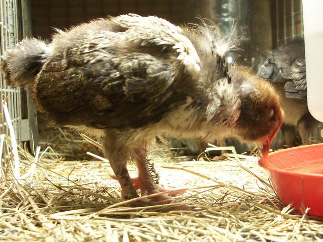 This is the biggest chick. Notice the legs and feet