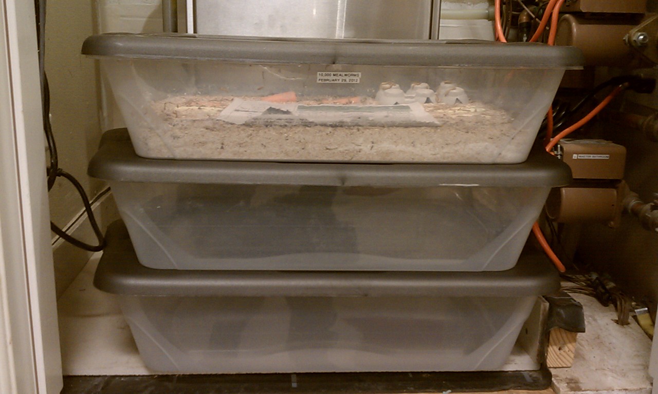 This is the closet in my garage that houses the heat source for the radiant floors for the house. They must like it, as they are very feisty in there.