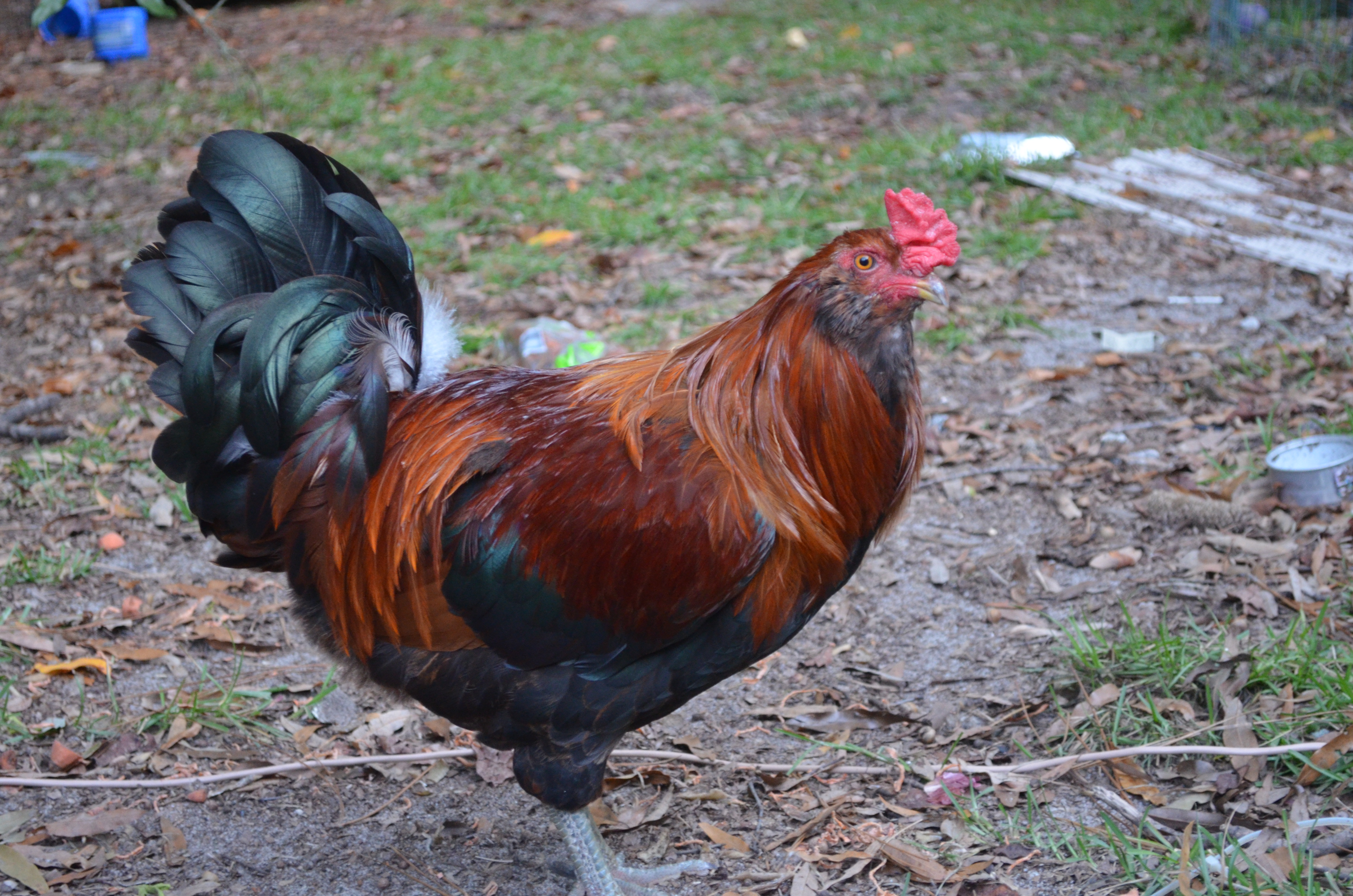 this is the daddy of all the roosters, Joseph, he is very timid and takes care of his hens. Until I had 3 hens go broody, he was my only rooster.