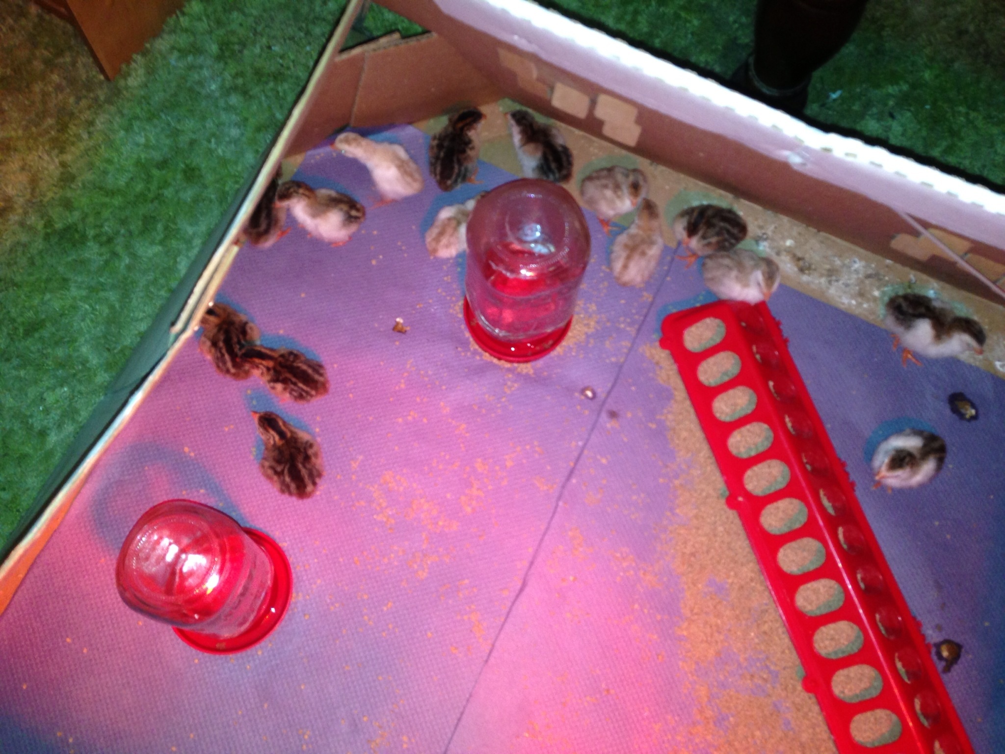 This is the day I brought the new babies home. They were so tiny!
