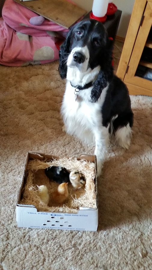 this is the day I brought them home from Meyer Hatchery. Josey is giving me the "you do know i'm a bird dog, right?" look