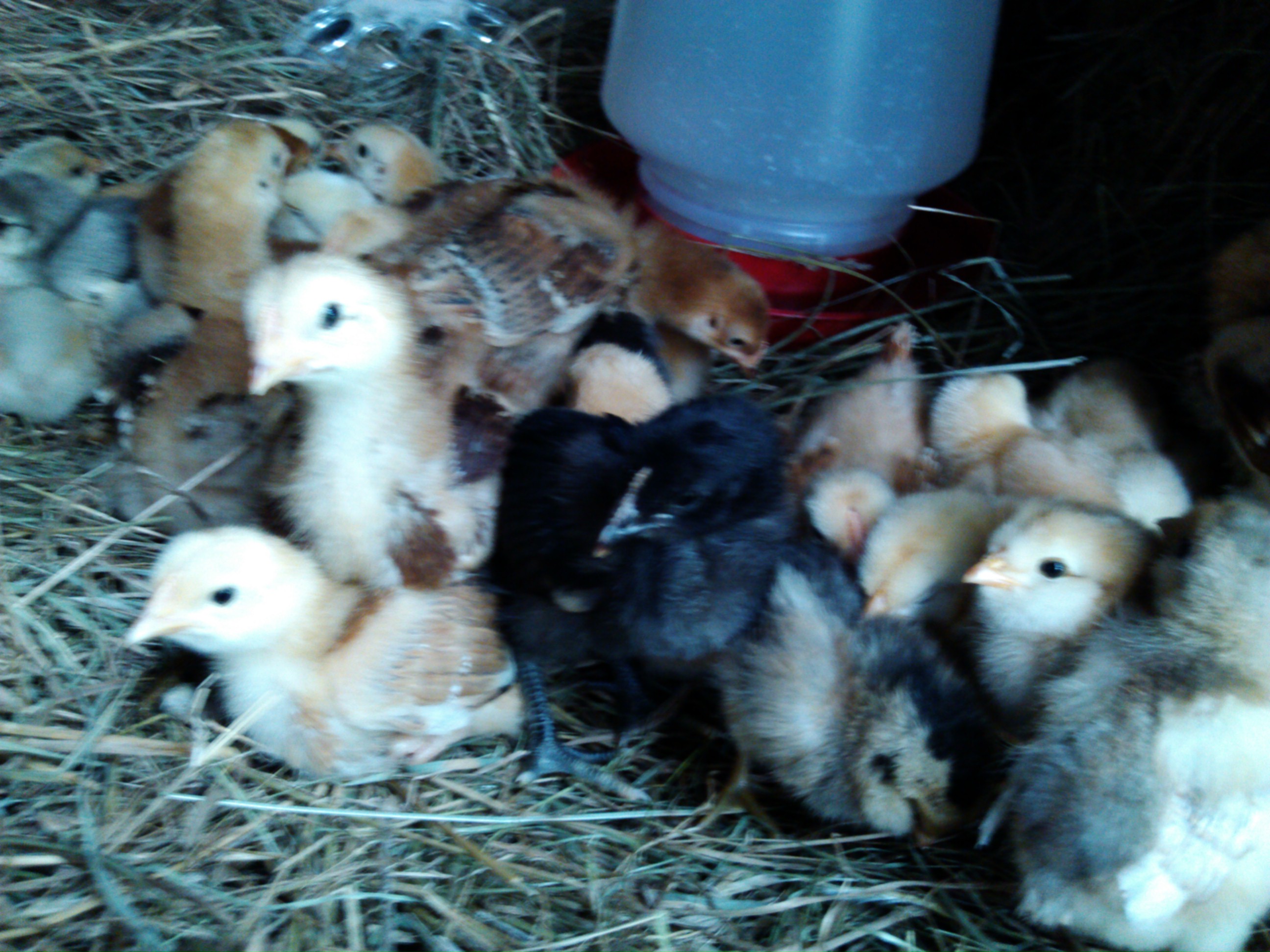 this is the day or two of getting our new chicks. Its mainly a mix of Sex Links(2wk chicks) and Easter Eggers(2 day old chicks),but there is a Rhode Island Red, as well