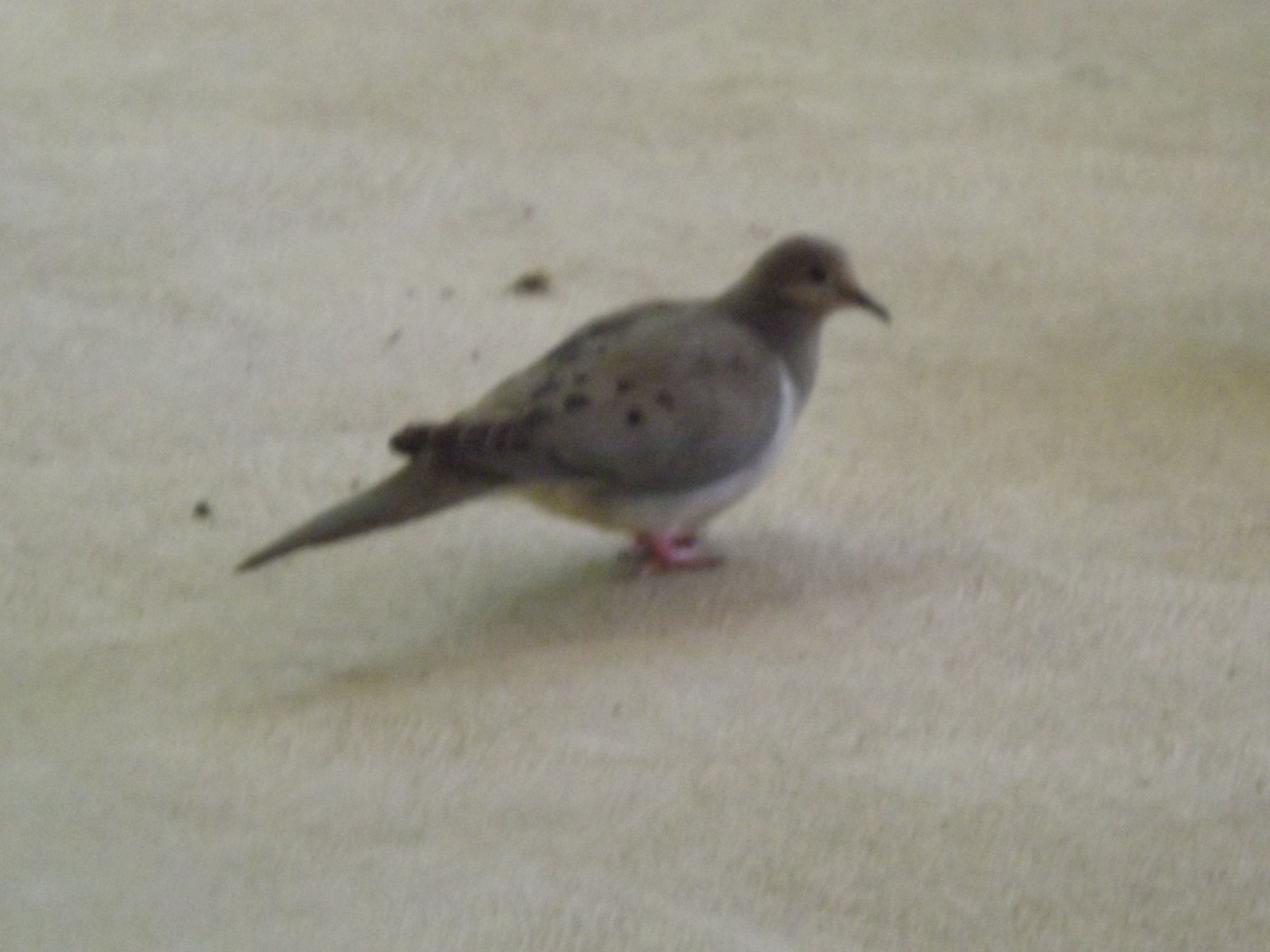 This is the dove that i'm trying to catch
