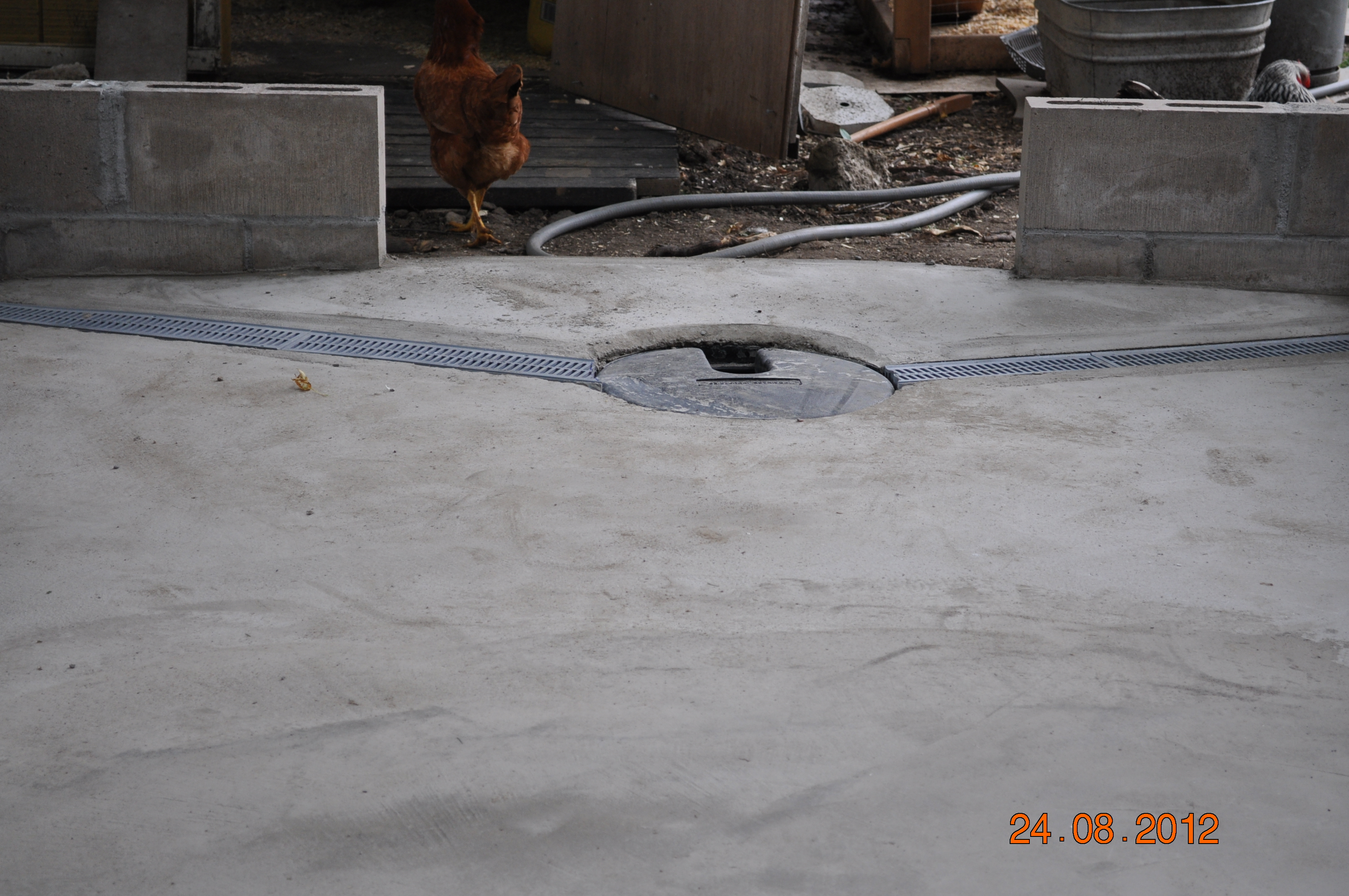 This is the drainage for the coop- water goes through, scraps get caught in the bucket and then emptied into the compost.