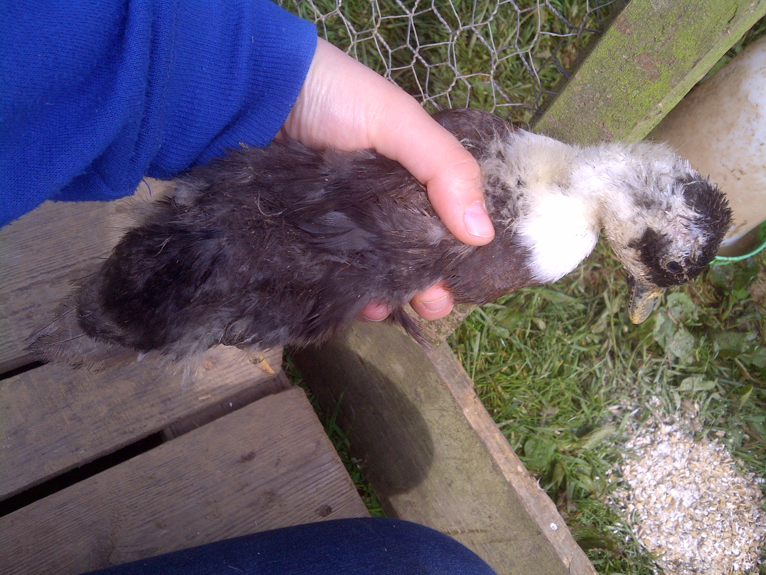 This is the duckling that I'm worried about