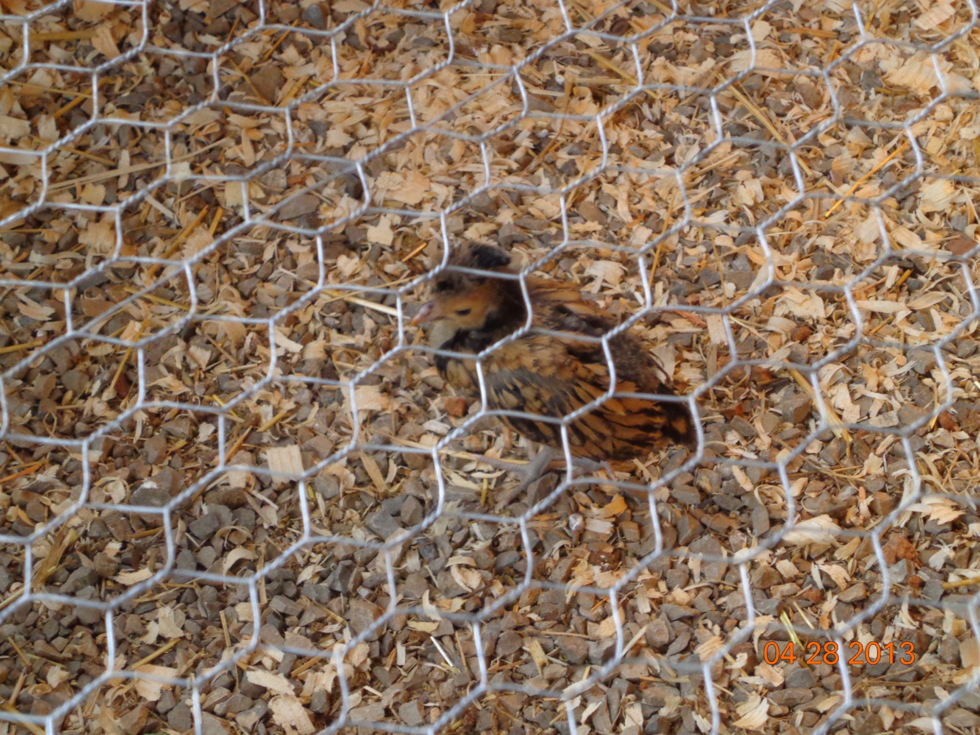 This is the exotic that McMurray Hatchery included with our Black Austrolorps.