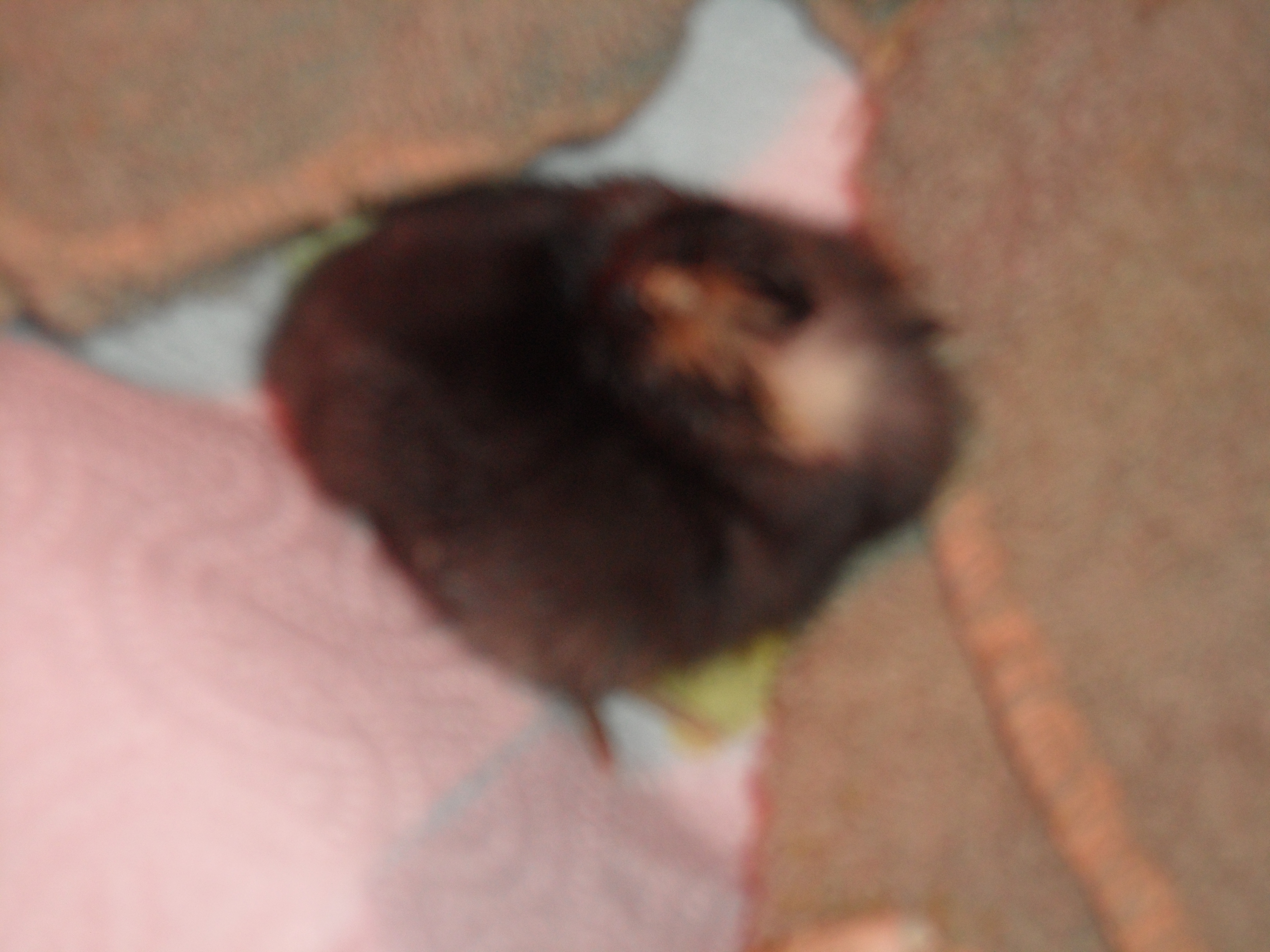 This is the first chick that I ever hatched. Poor thing had wryneck and died a few days later.