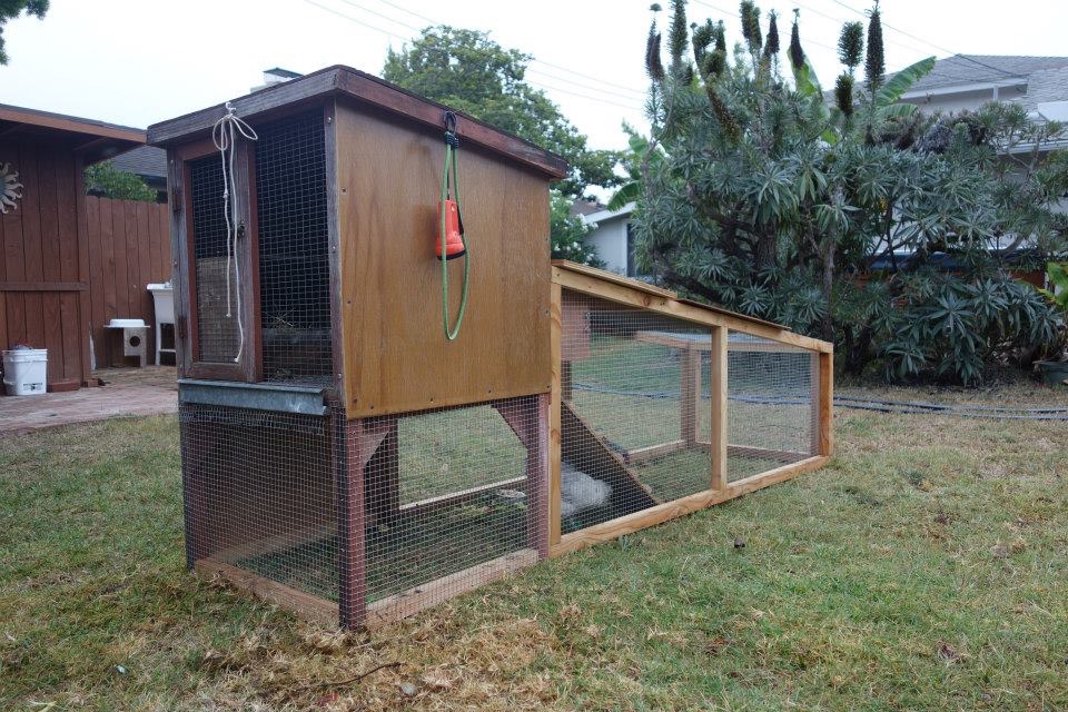 This is the first coop and run I built, a movable one, built in summer 2014 for the little classroom chicks I got. I added a run and a ladder to a rabbit hutch I had gotten from someone. One chick got out of a make-shift pen before this little Inn was completed, and our dog got that one. Then another chick turned out to be a rooster, who went to a farm. That left one pullet, a pretty gray easter egger which I named Deedee. I bought her three friends, a white leghorn, a black star, and another easter egger.
