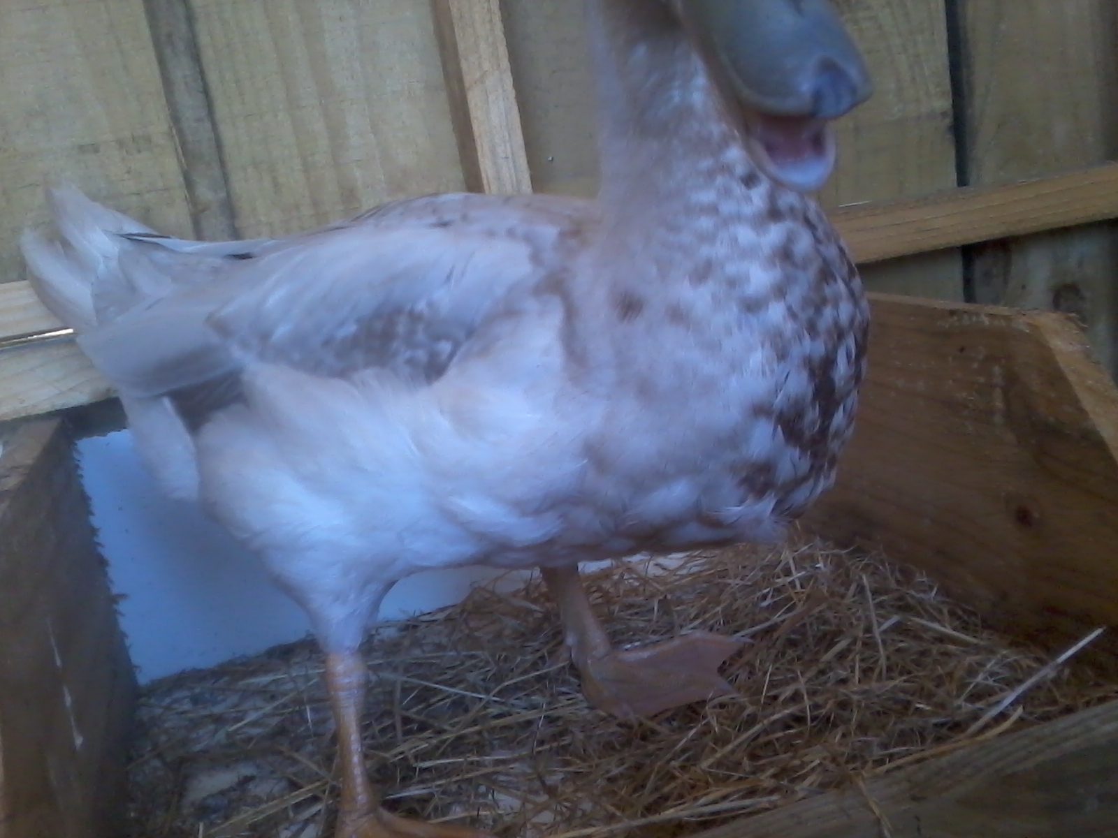 This is the first duck mentioned,Duke. :) hes charming :)