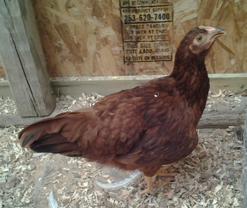 This is the first red, the one I think might be a rooster.